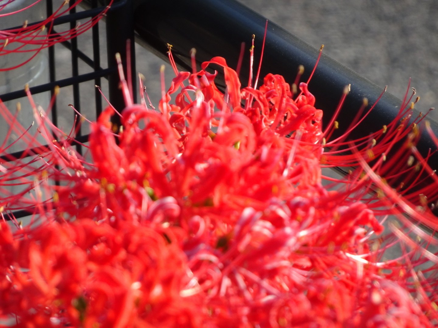 少しでも元気になってね ふぅ Note