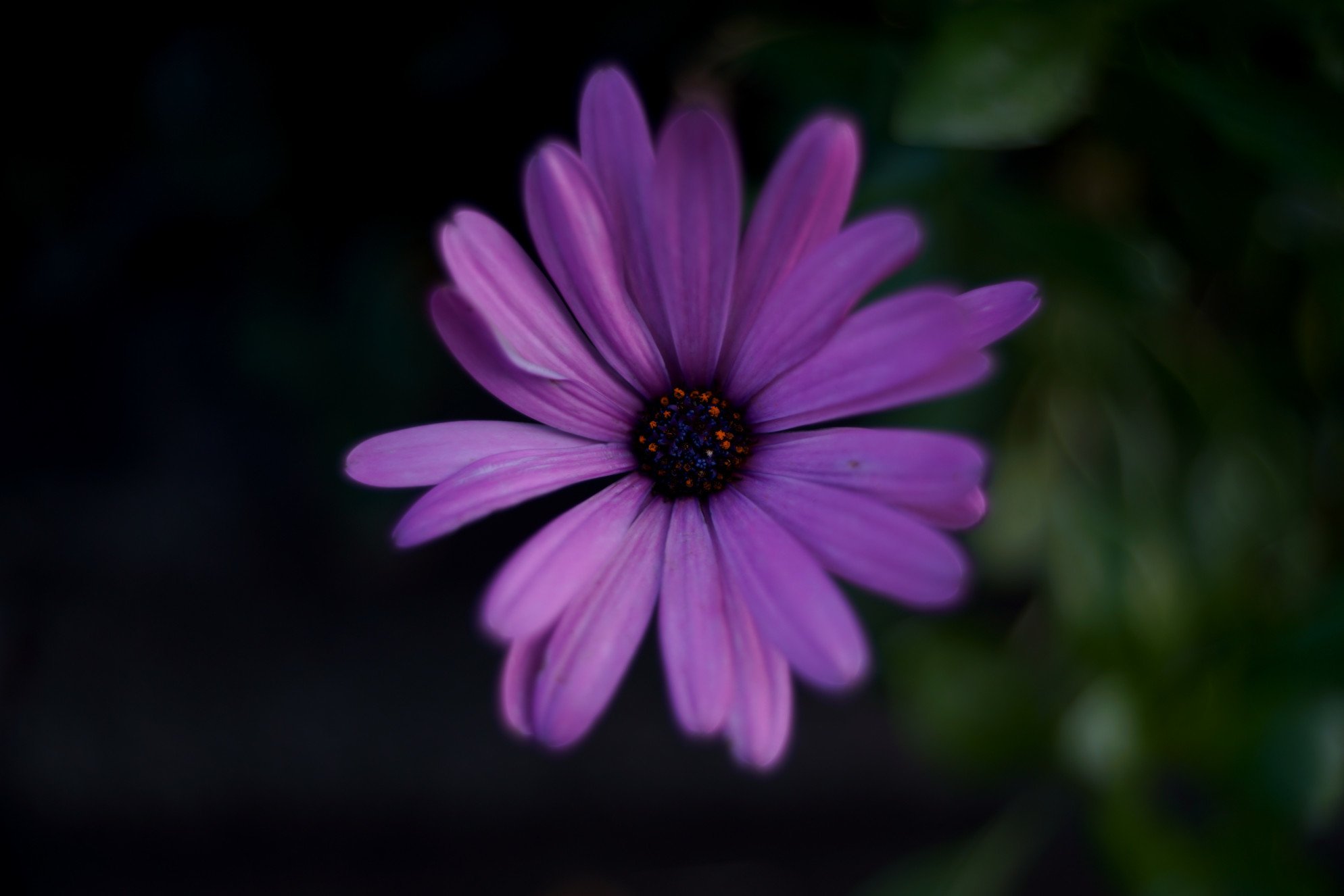 夕暮れの散歩。｜レンズを替えて。｜Leica ELMARIT-R 35mm F2.8 Type