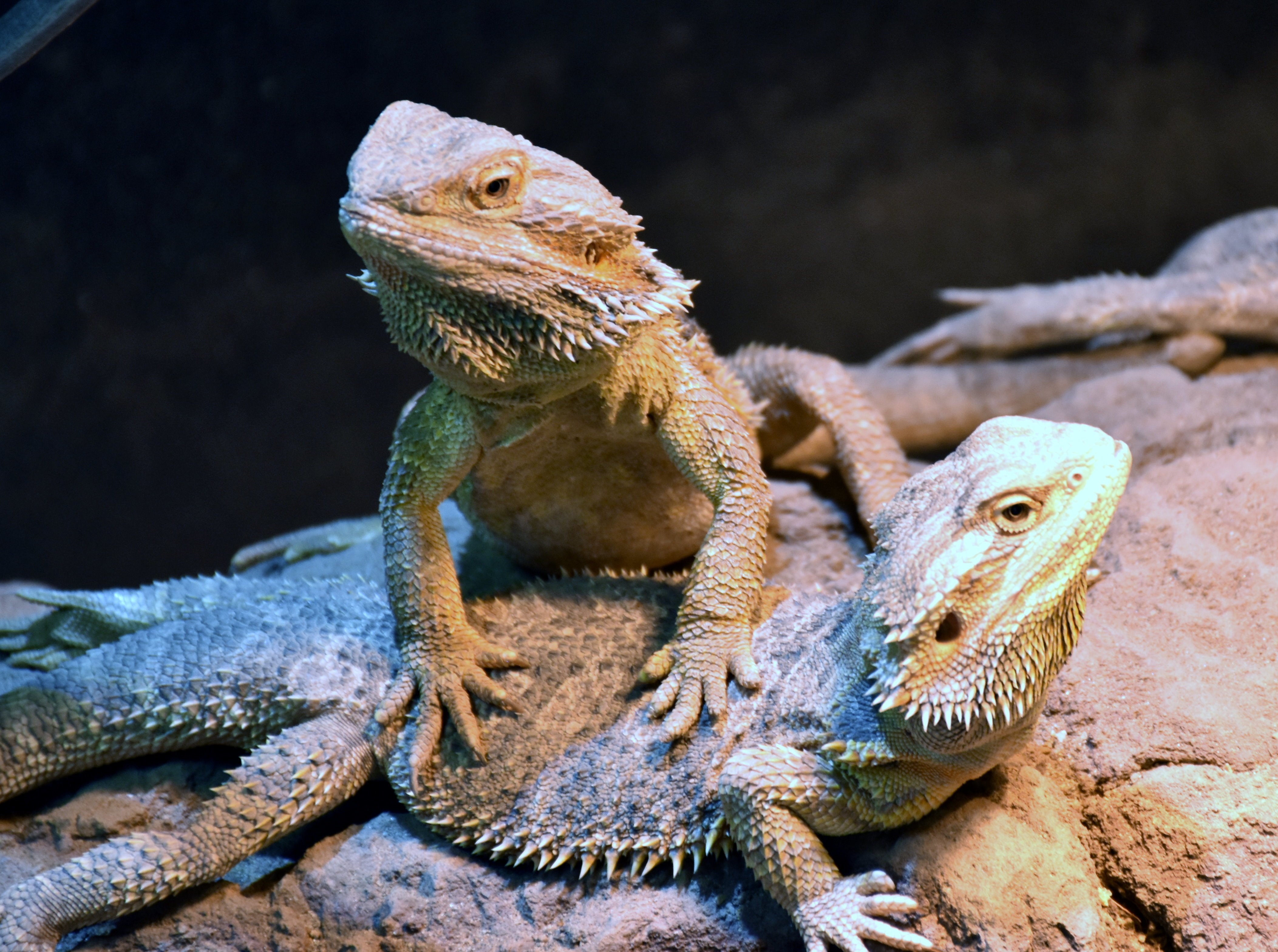 フトアゴヒゲトカゲ 有鱗目アガマ科 Hirahiranote Note