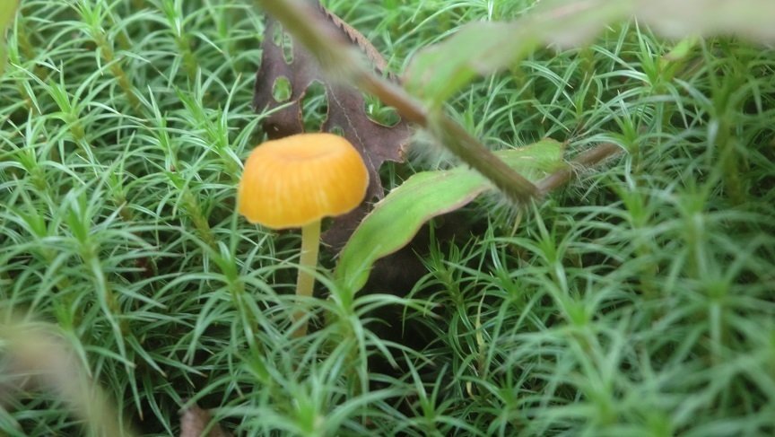 苔の森にそびえるキノコタワー T Miura Note 苔の森にそびえるキノコタワー T Miura Note