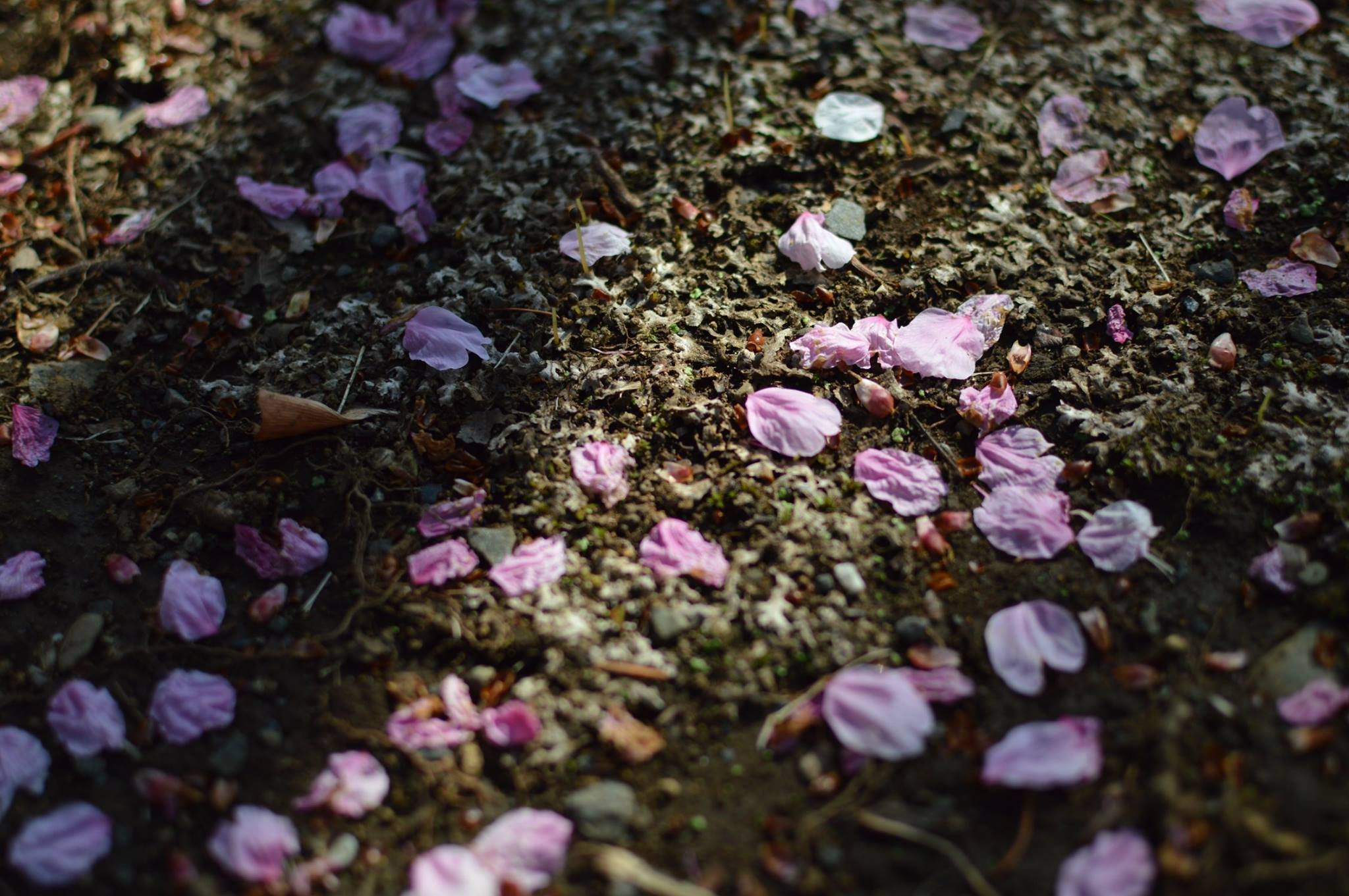 花は散るから美しい Bigapple Note