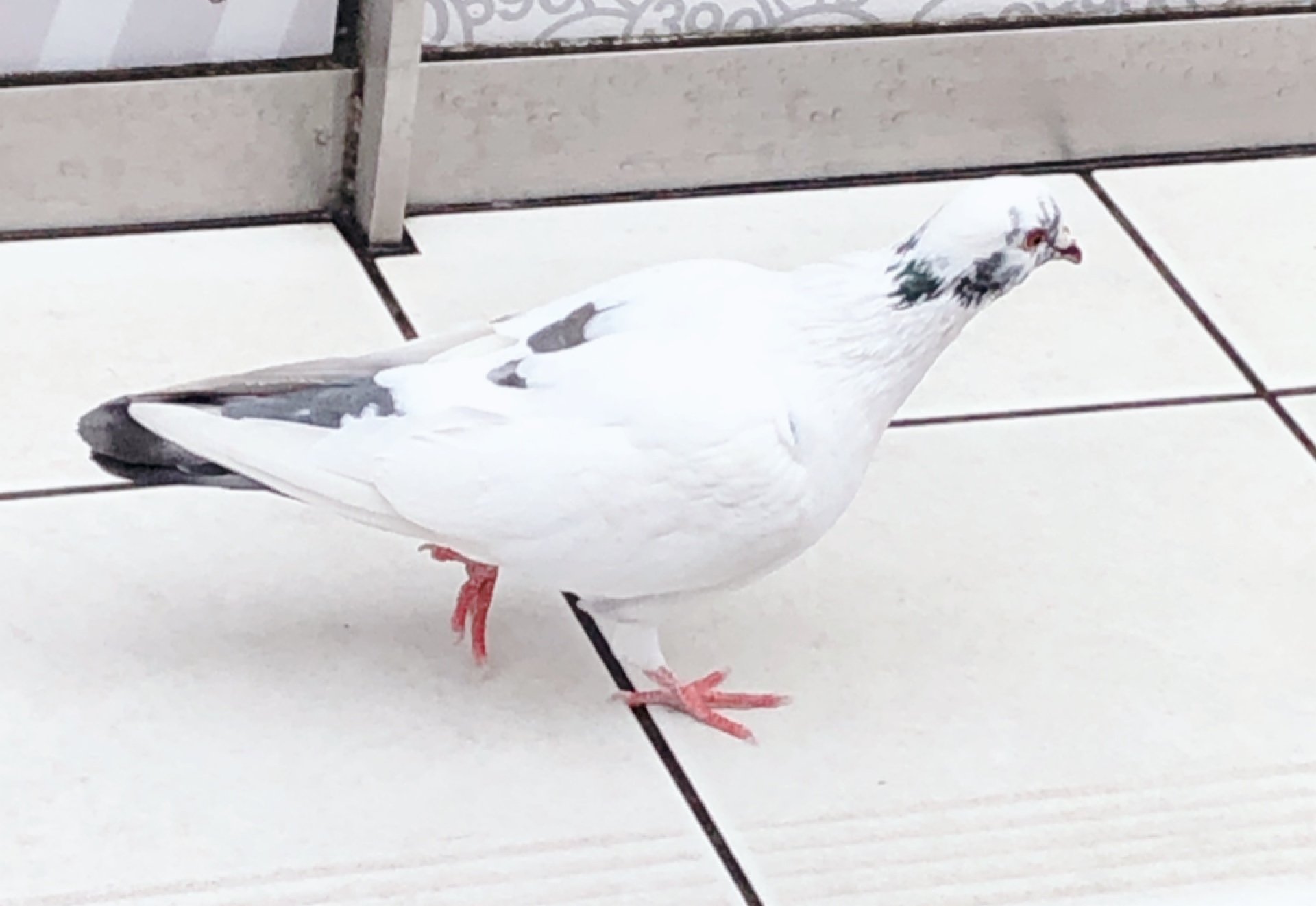 急ぐ鳩 好きか嫌いか Note