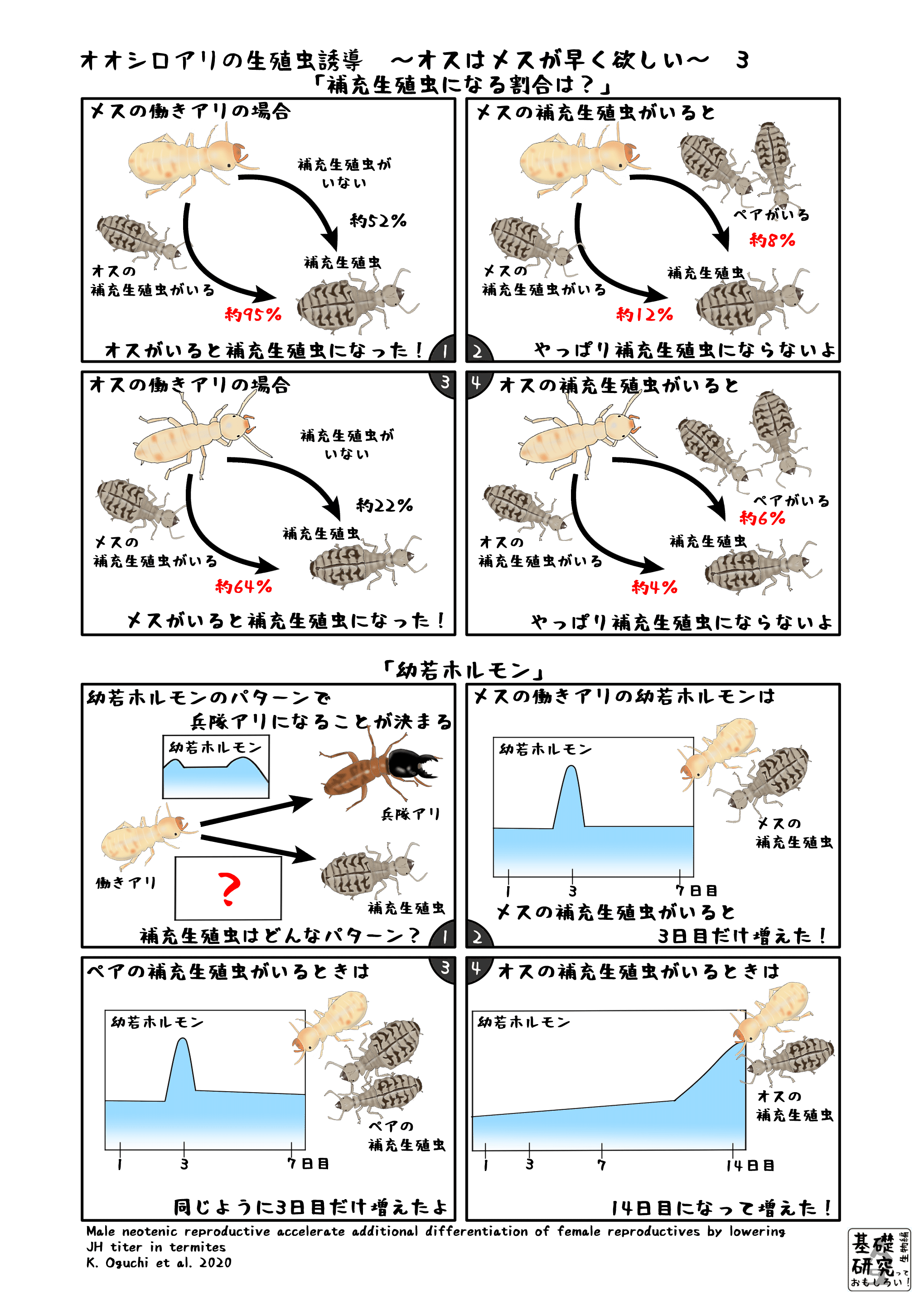 オオシロアリの生殖虫誘導 オスはメスが早く欲しい 3 かわいせーざん 基礎研究っておもしろい 生物編 Note