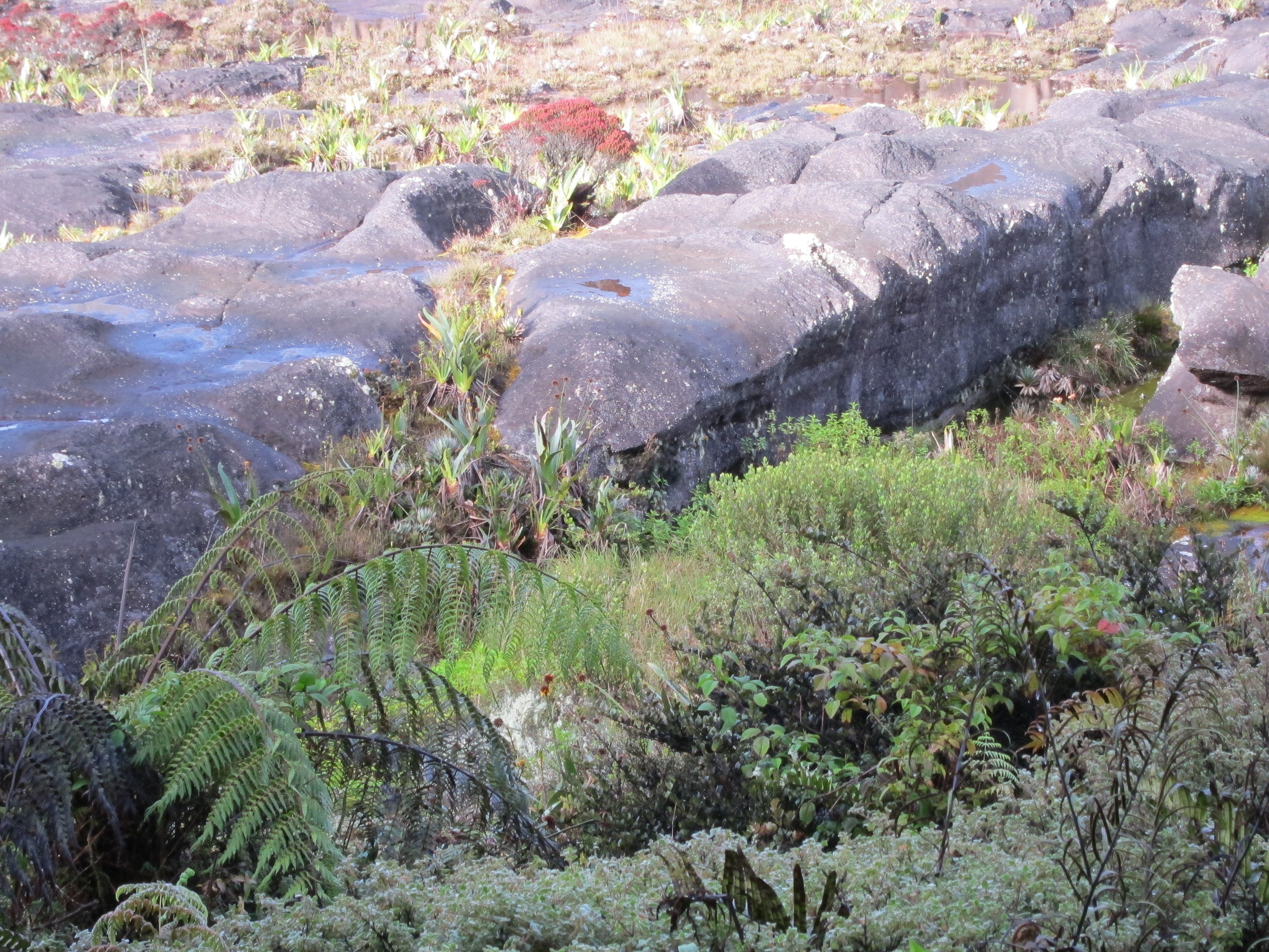 岩にしがみついてなんとか生き延びている微小な一そよぎの草であるわたし Saku Note