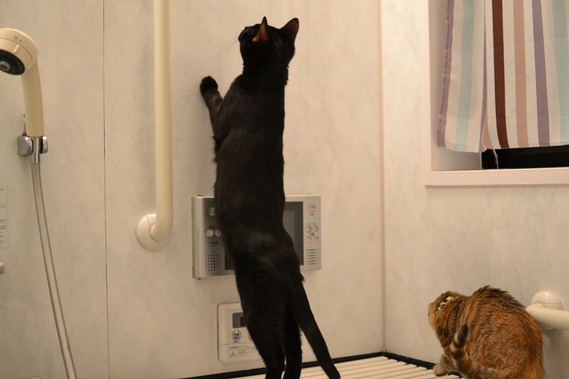 伸びる猫 の新着タグ記事一覧 Note つくる つながる とどける