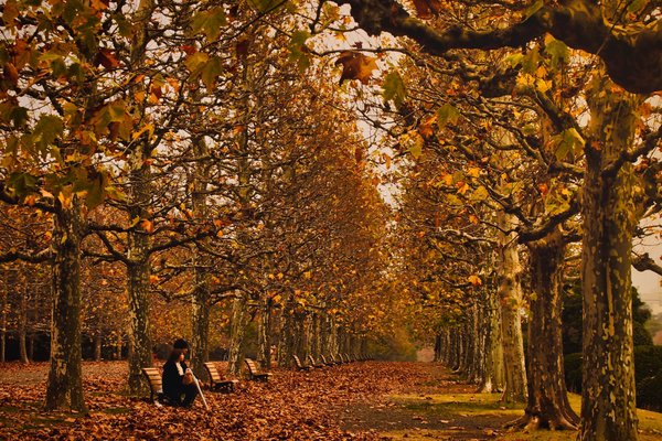 プラタナス並木 の新着タグ記事一覧 Note つくる つながる とどける プラタナス並木 の新着タグ記事一覧 Note つくる つながる とどける