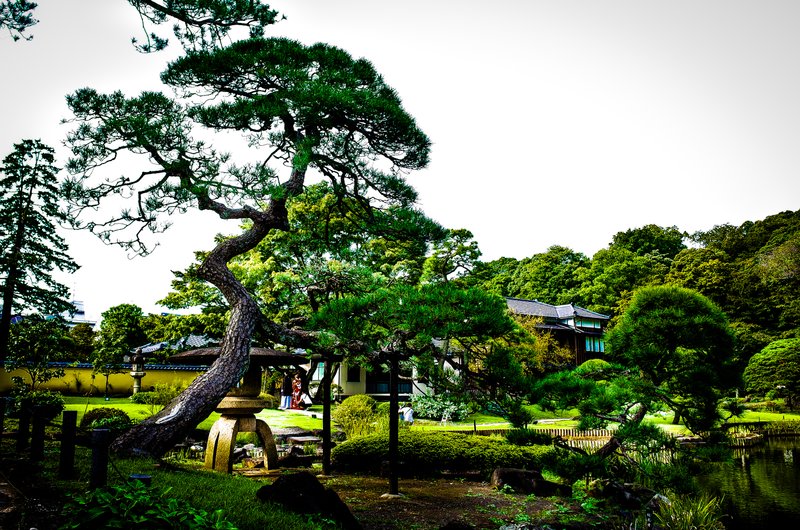 @ Higo Hosokawa Garden, Mejiro-dai, Bunkyoo-ku, Tokyo.  #文京区立肥後細川庭園