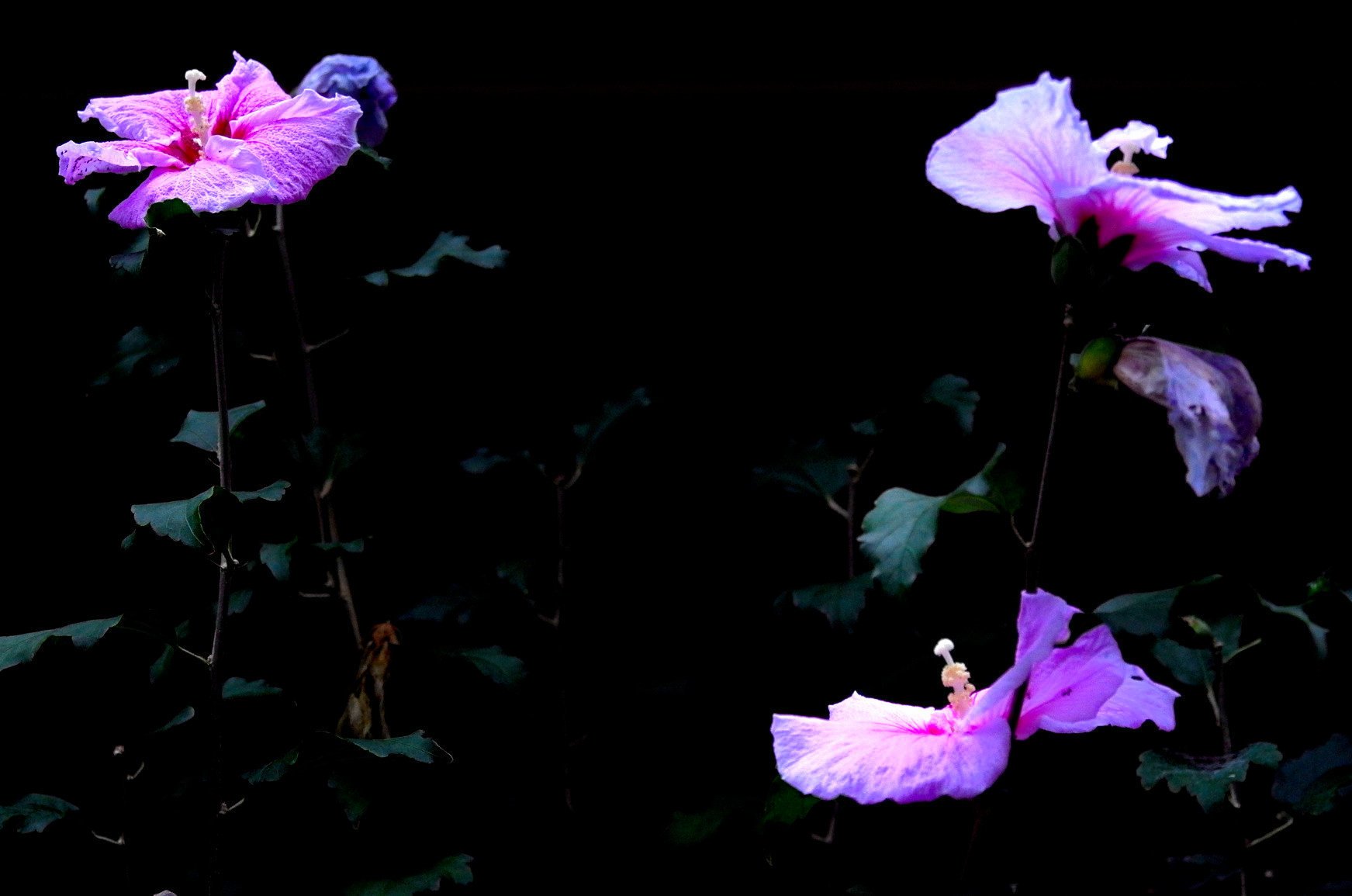 花を撮りたくなるカメラで散歩 Leica X Vario Typ 107 Non Note