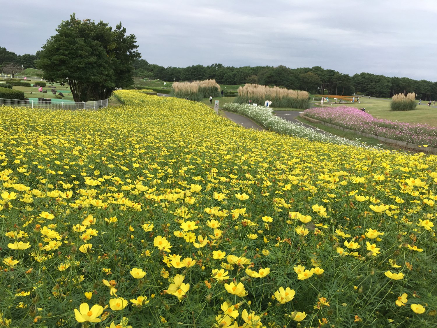 遠くまで 黄色いコスモス畑 花と日々 Yas Note 遠くまで 黄色いコスモス畑 花と日々 Yas Note