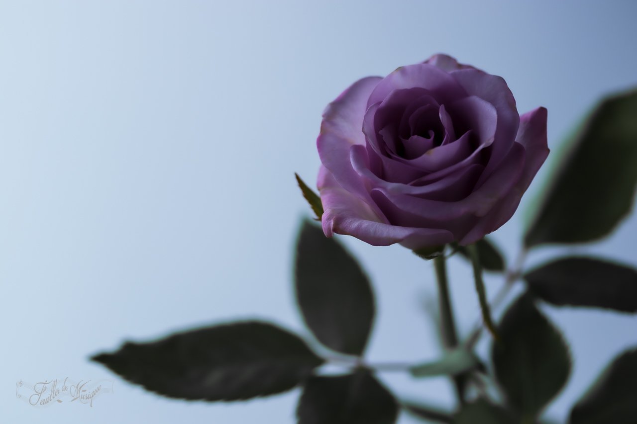 紫の薔薇 結月音葉 Note 紫の薔薇 結月音葉 Note
