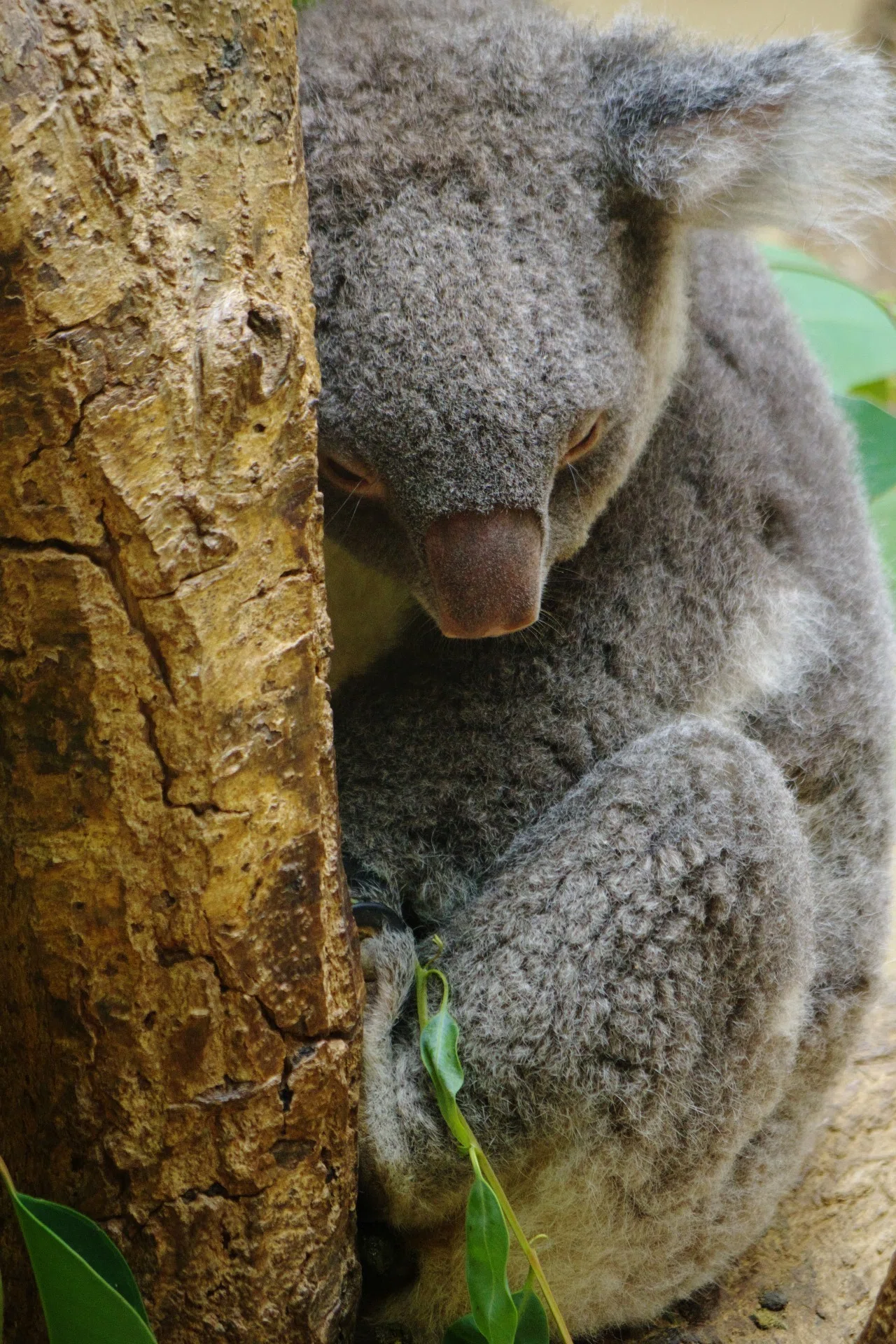 王子動物園　2010&amp;2011年　ダイアリー 終了】2022年王子動物園オリジナルダイアリープレゼント｜神戸市立王子