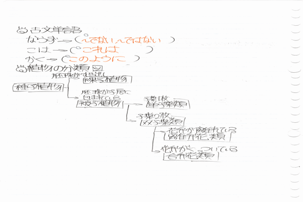 植物の分類図 の新着タグ記事一覧 Note つくる つながる とどける