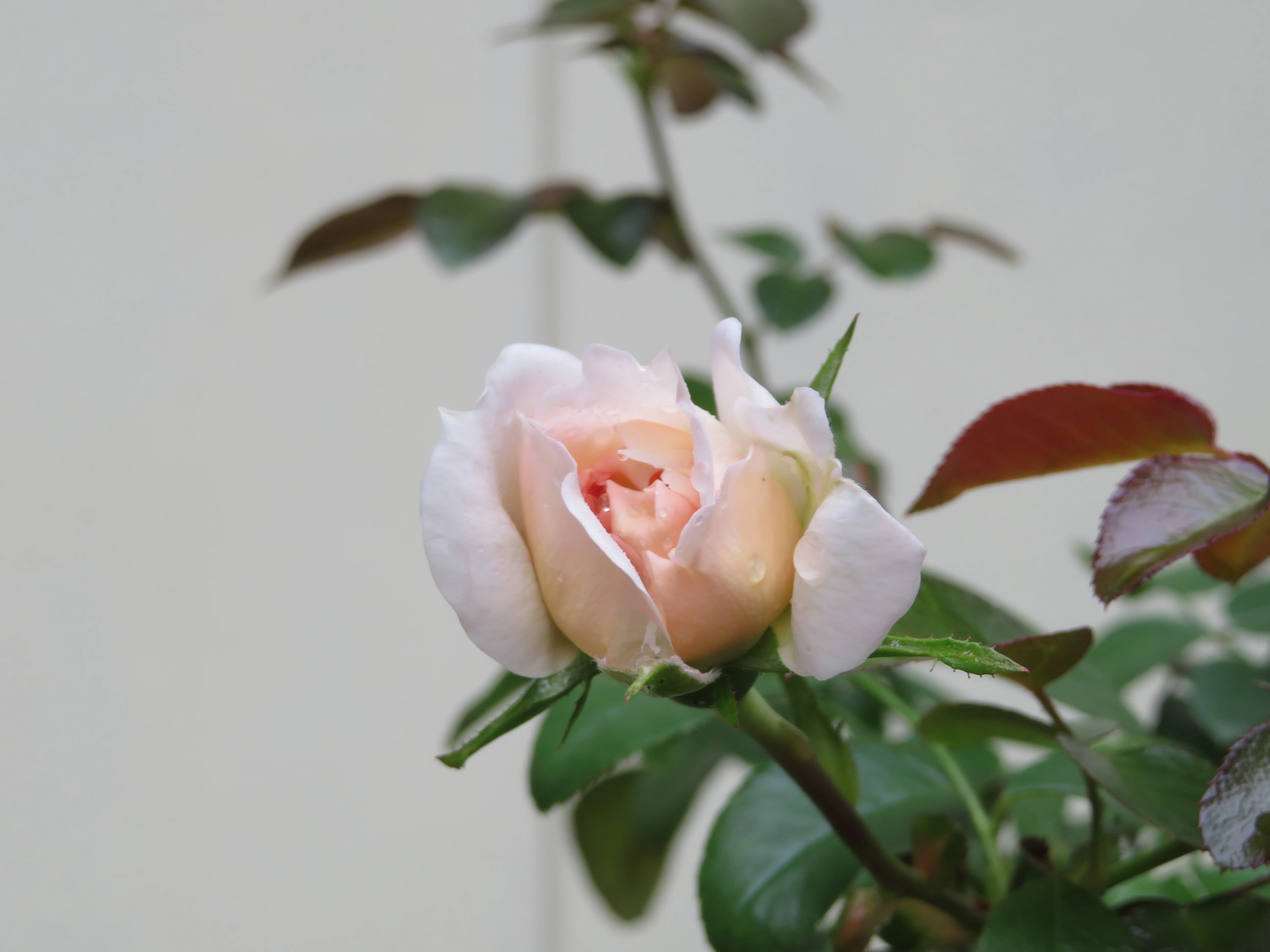 心惹かれたものたち 9月28日 10月18日 薔薇編 足袋猫 Note 心惹かれたものたち 9月28日 10月18日 薔薇編 足袋猫 Note