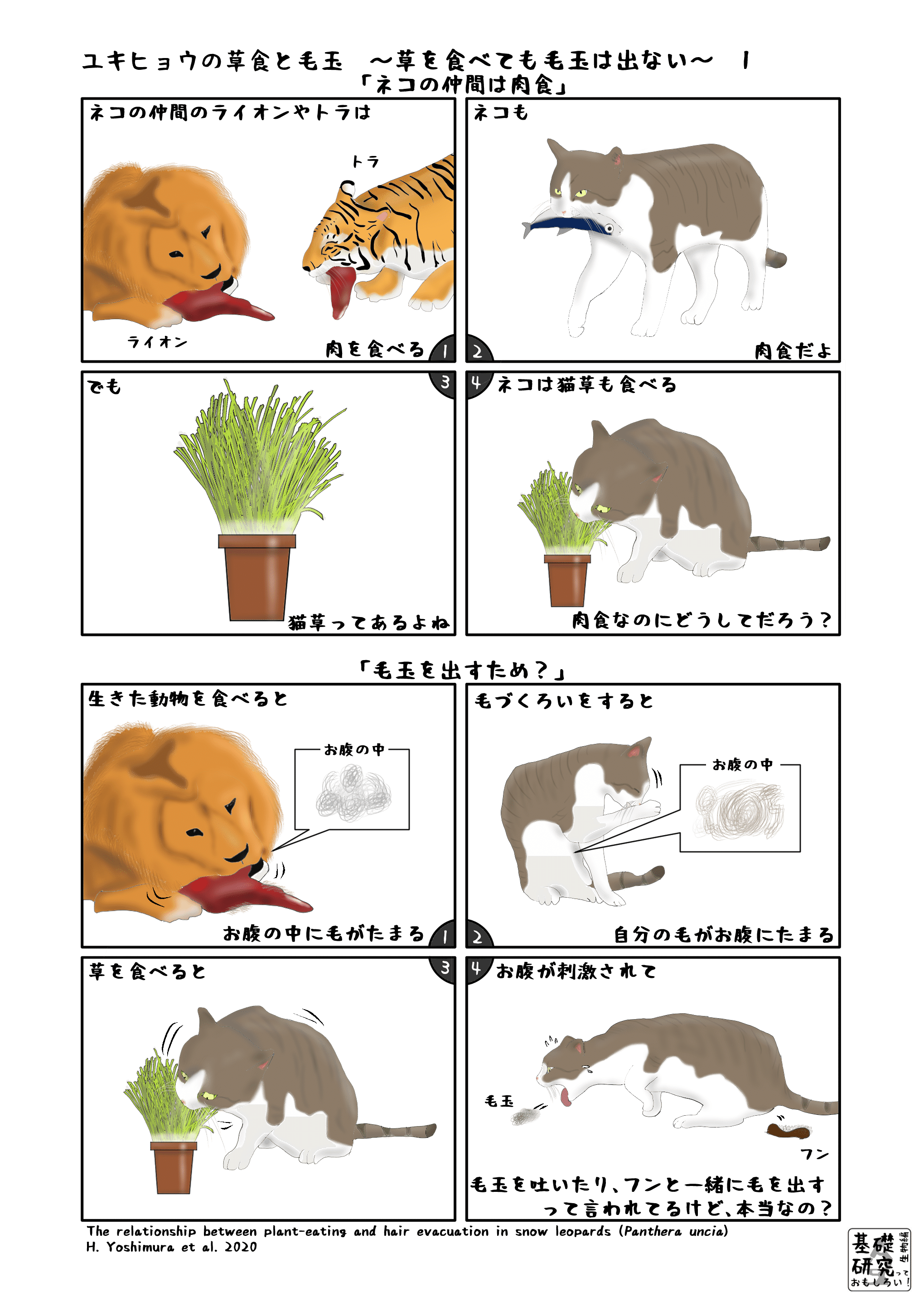 ユキヒョウの草食と毛玉 草を食べても毛玉は出ない 1 かわいせーざん 基礎研究っておもしろい 生物編 Note ユキヒョウの草食と毛玉 草を食べても毛玉は出ない 1 かわいせーざん 基礎研究っておもしろい 生物編 Note