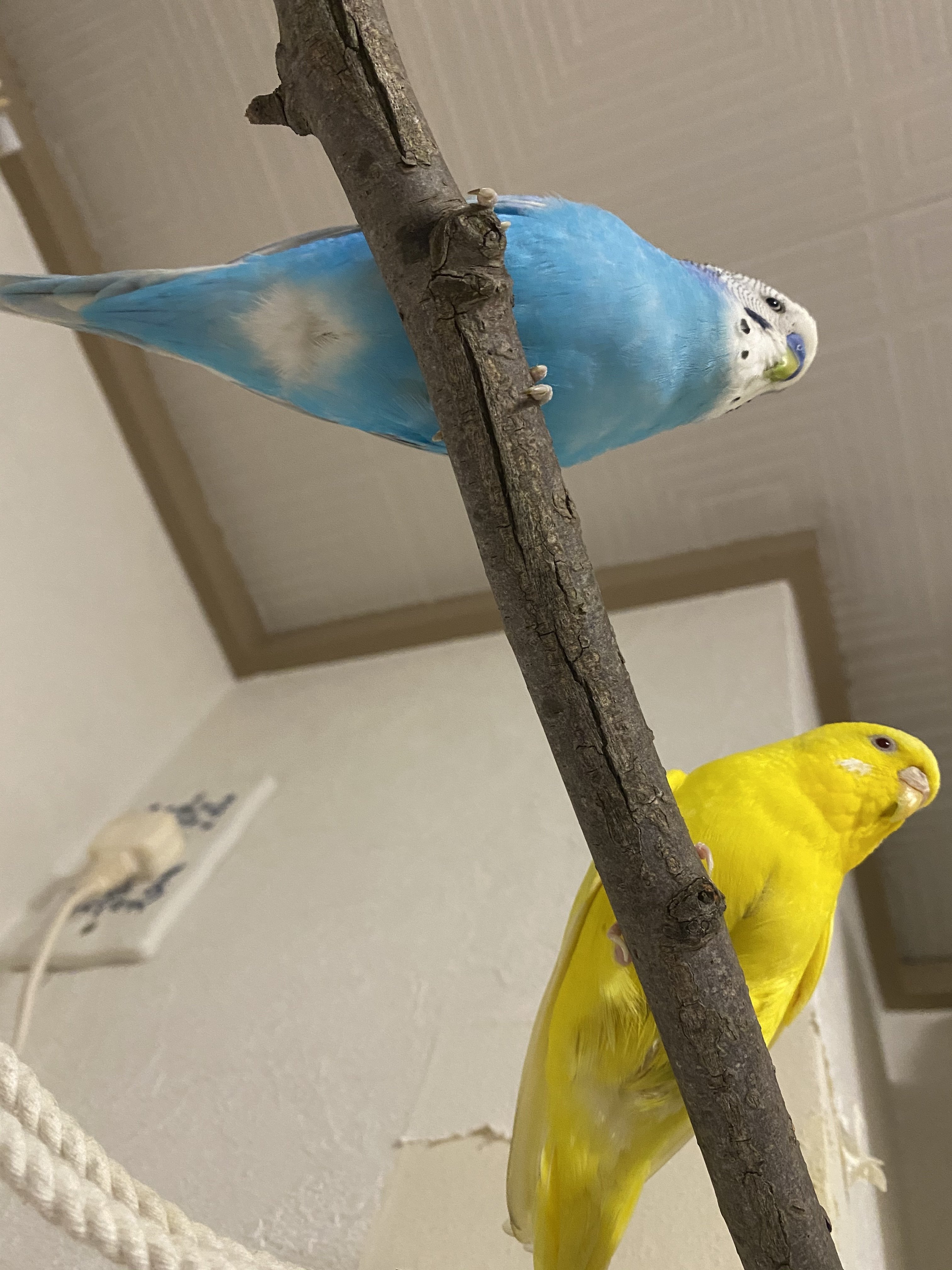 セキセイインコを下から見上げる構図と意図 りあこ Note