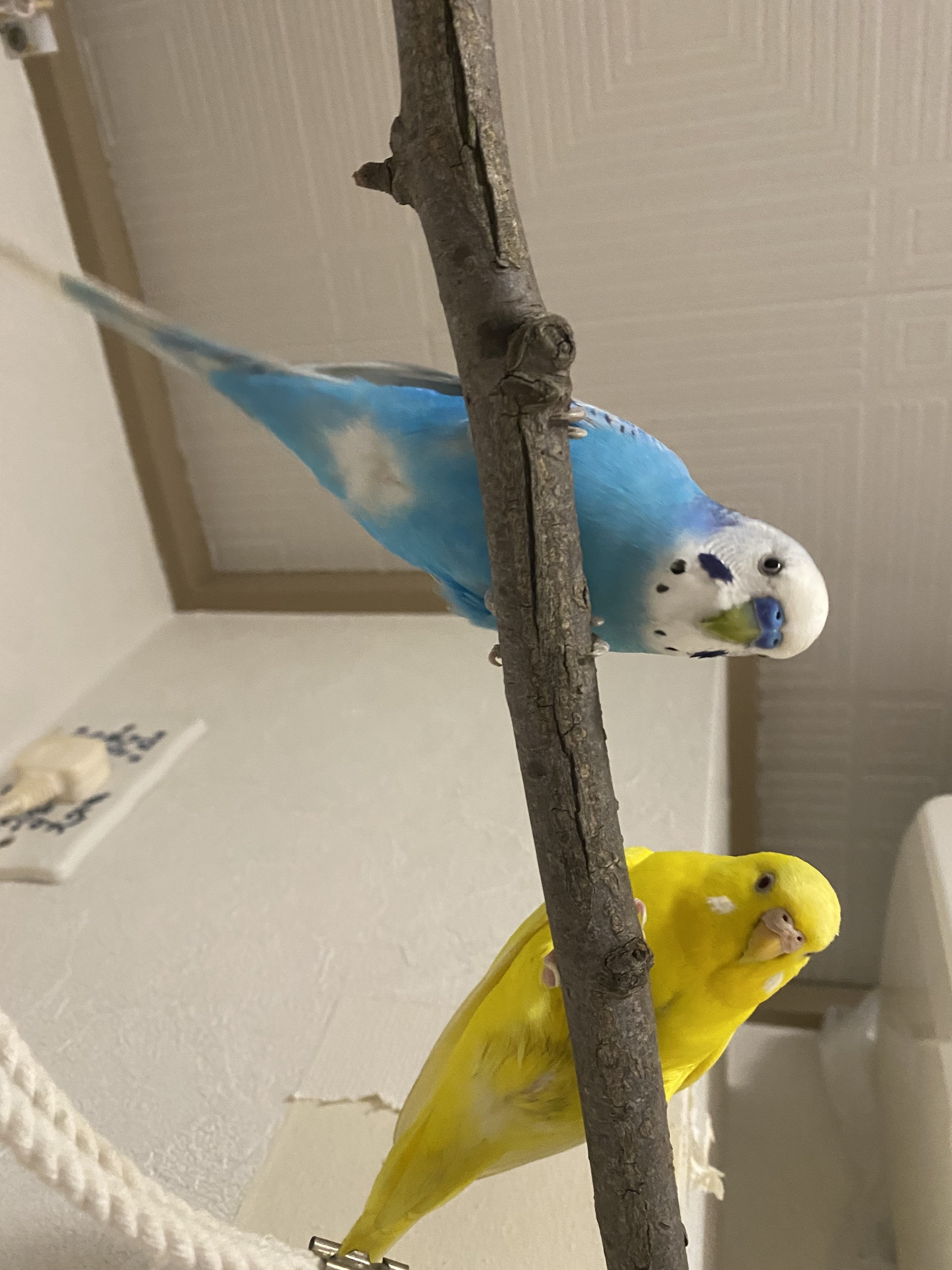 セキセイインコを下から見上げる構図と意図 りあこ Note