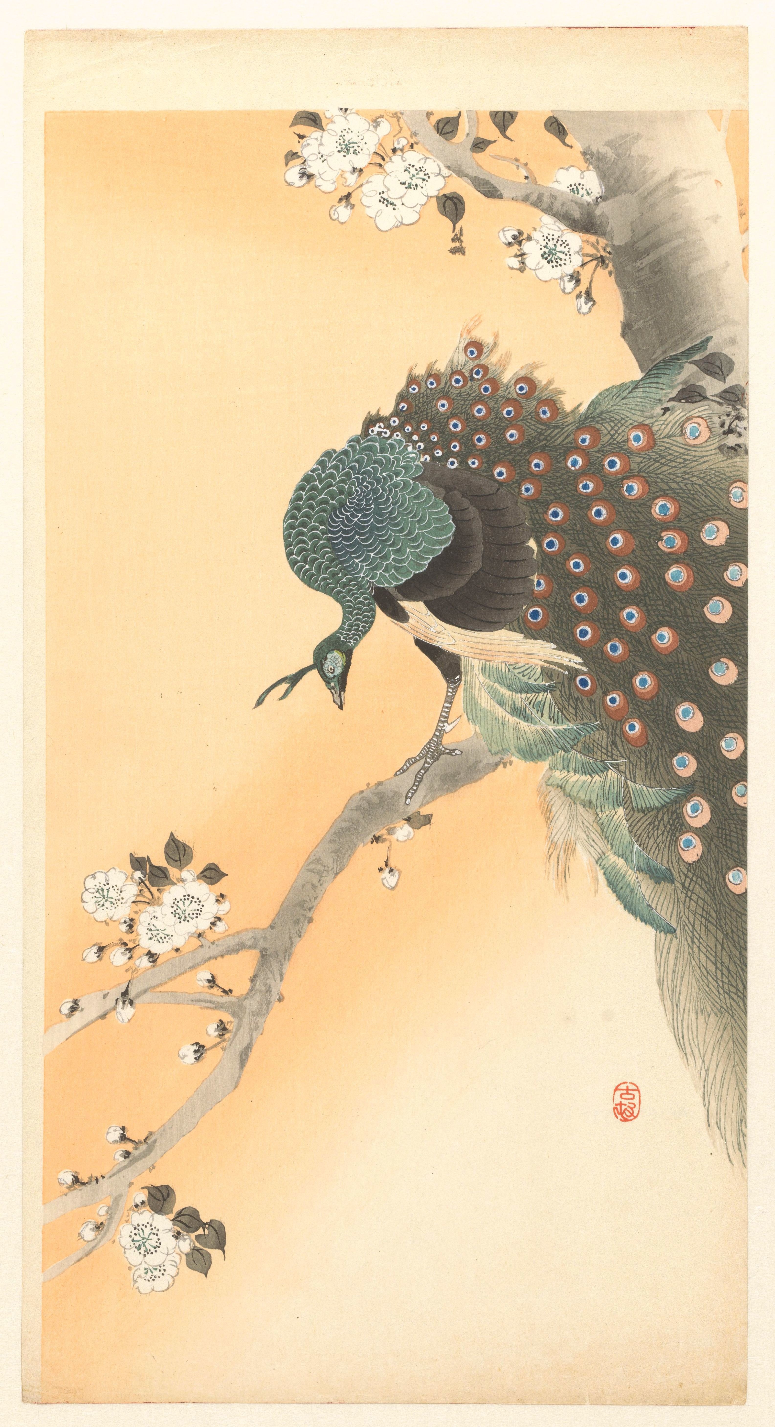 桜の木と孔雀 小原古邨 1900 1930 Public Domain ミクジ Note