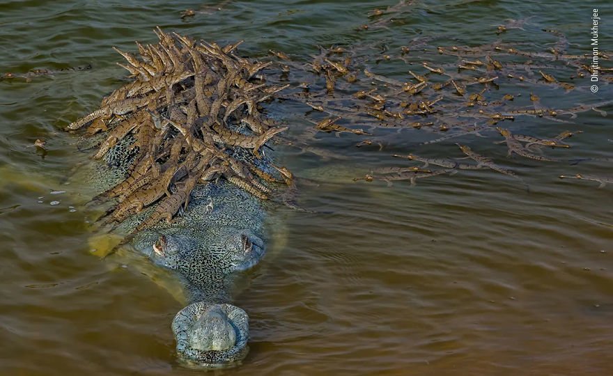 英国自然史博物館 野生生物写真コンテスト 受賞作 6 ヘッド スタート ノリノリ Note
