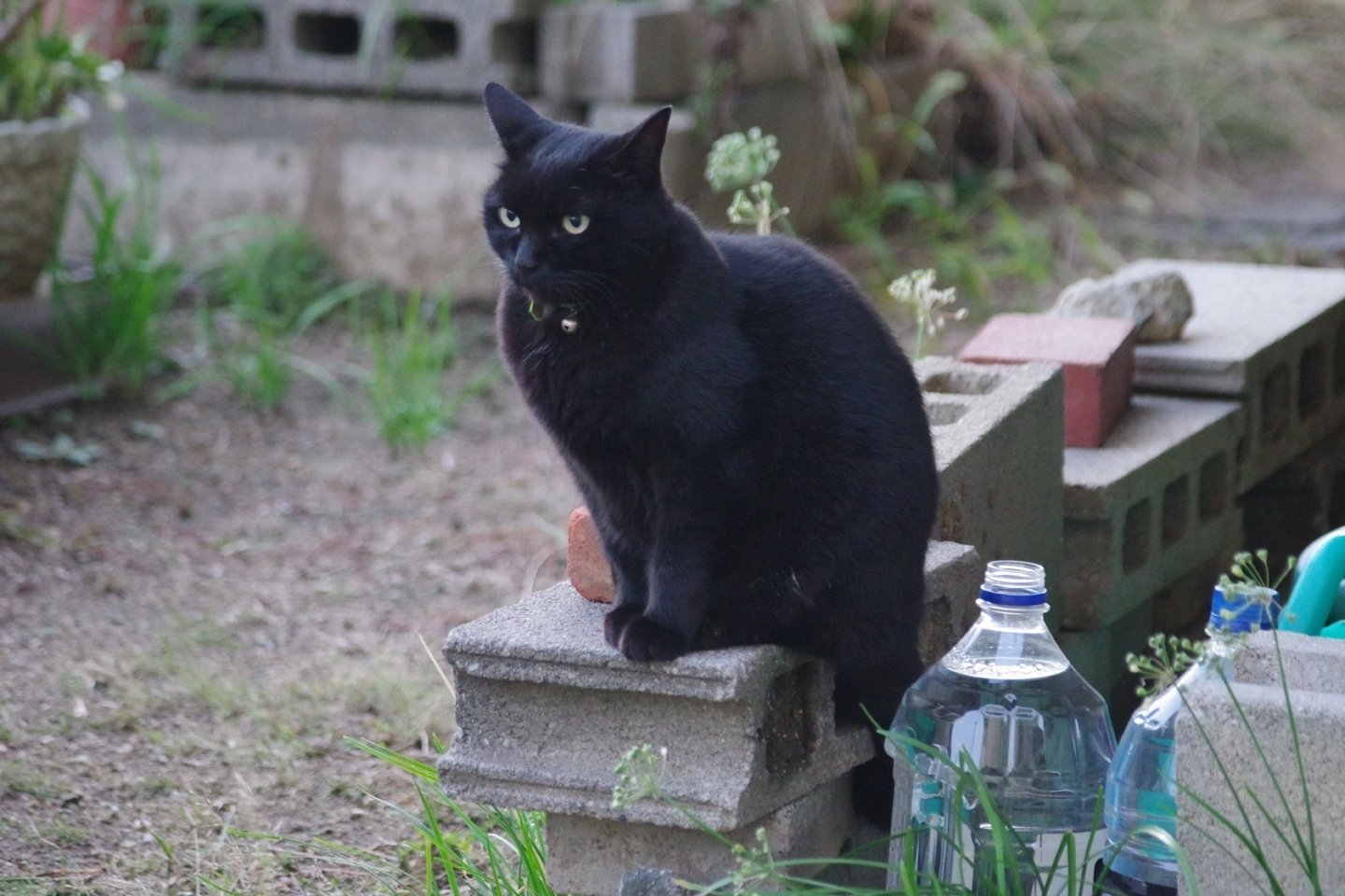 かいねこ 佐久間ディック Note かいねこ 佐久間ディック Note