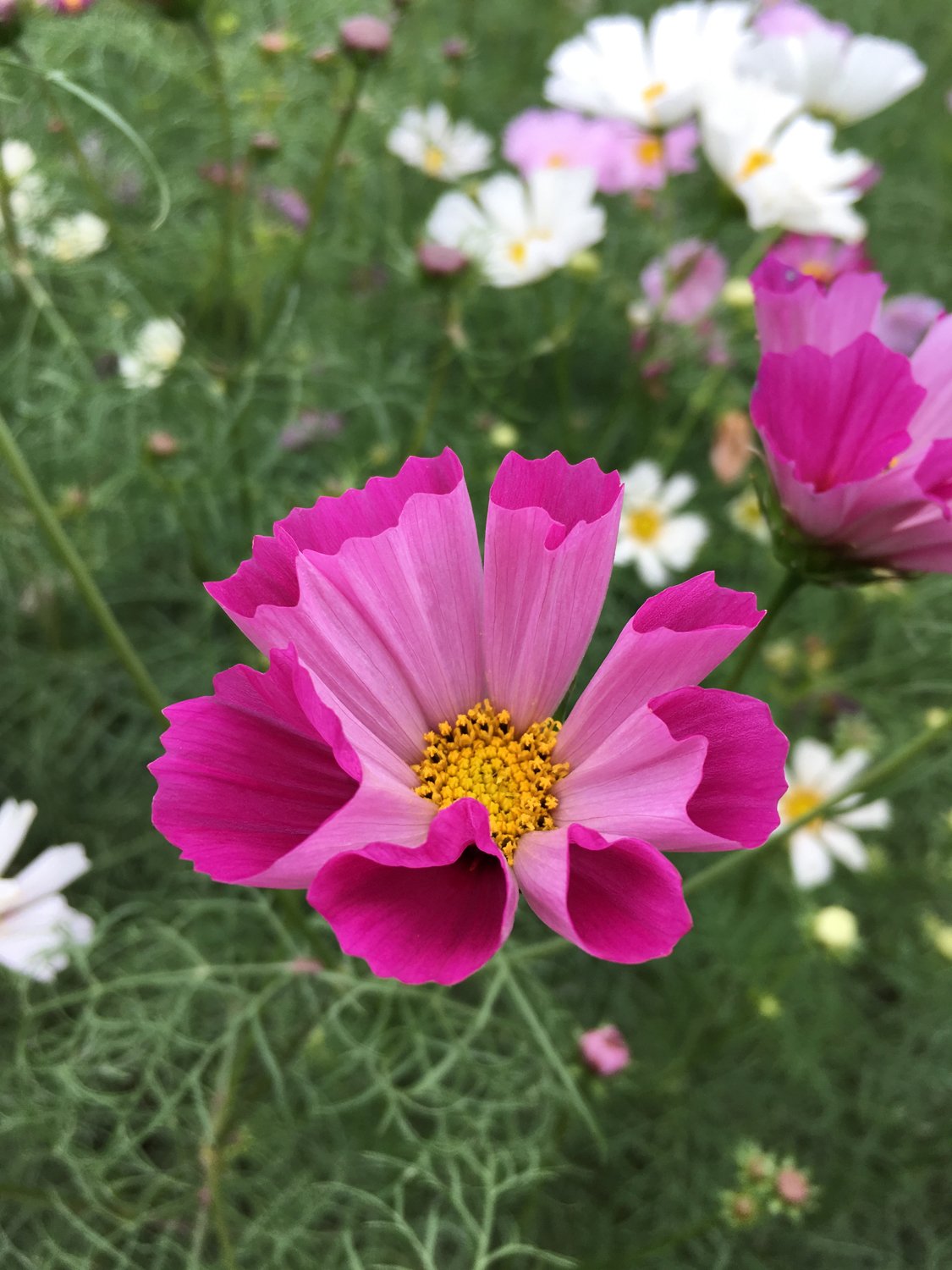 あまり見ない形のコスモス 花と日々 Yas Note