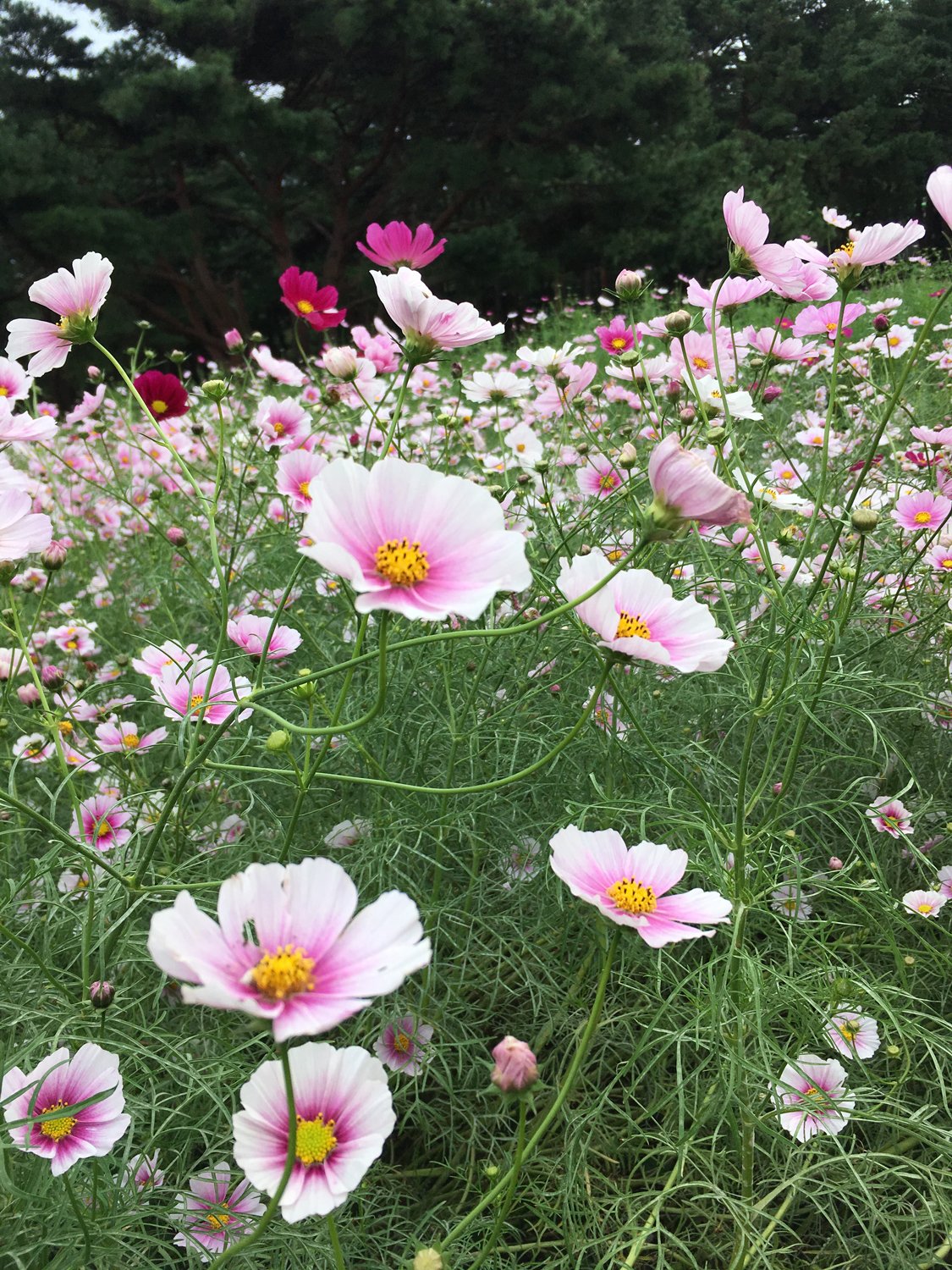 秋桜　今月末　ブタ2匹、元宝1つ　香港社長からの頂き物　社長デスクの金箔 金襴生地通販 しだれ桜柄の生地販売なら都香庵