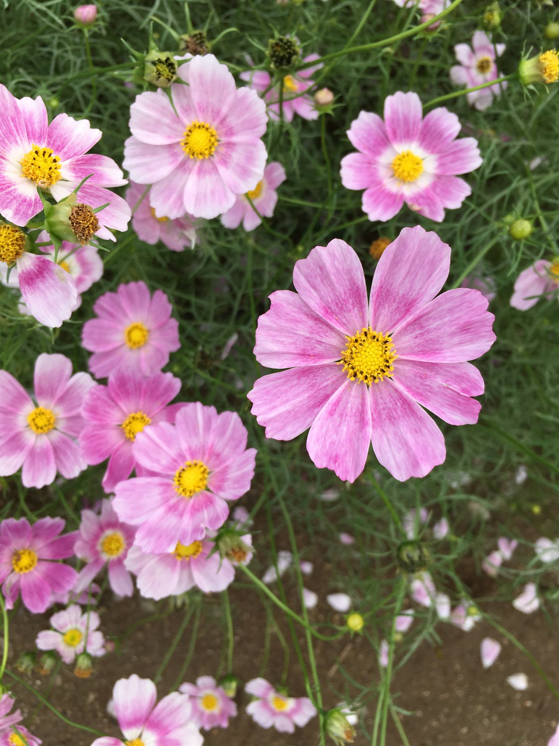 あまり見ない形のコスモス 花と日々 Yas Note