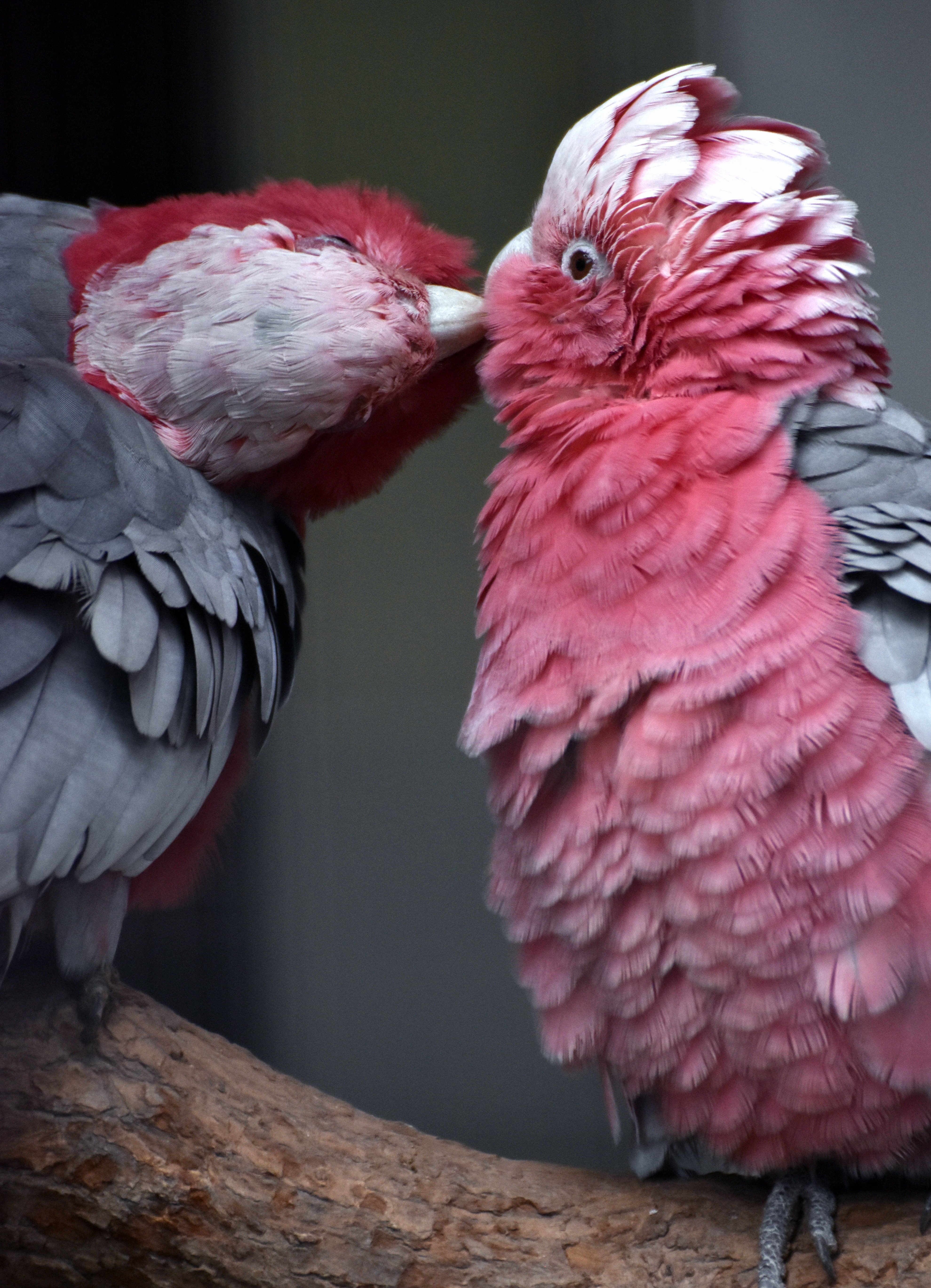 モモイロインコ オウム目オウム科 Hirahiranote Note モモイロインコ オウム目オウム科 Hirahiranote Note