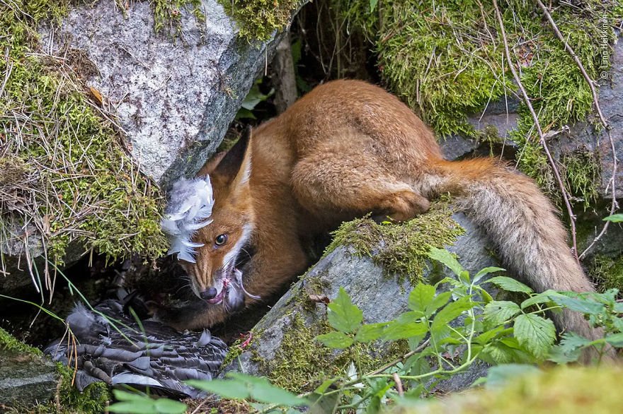 英国自然史博物館 野生生物写真コンテスト 受賞作 15 17歳の部 10 雁を食らうキツネ ノリノリ Note