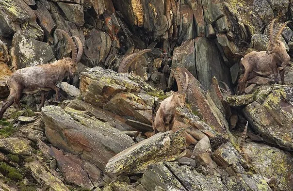 英国自然史博物館 野生生物写真コンテスト 受賞作 11 アルプスのロッククライマー ノリノリ Note