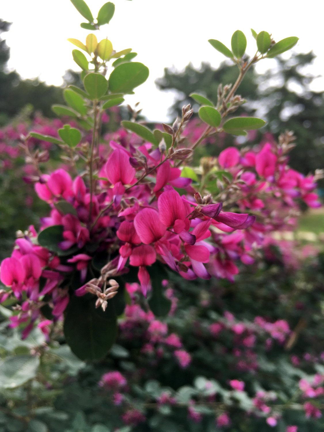 満開の萩 花と日々 Yas Note