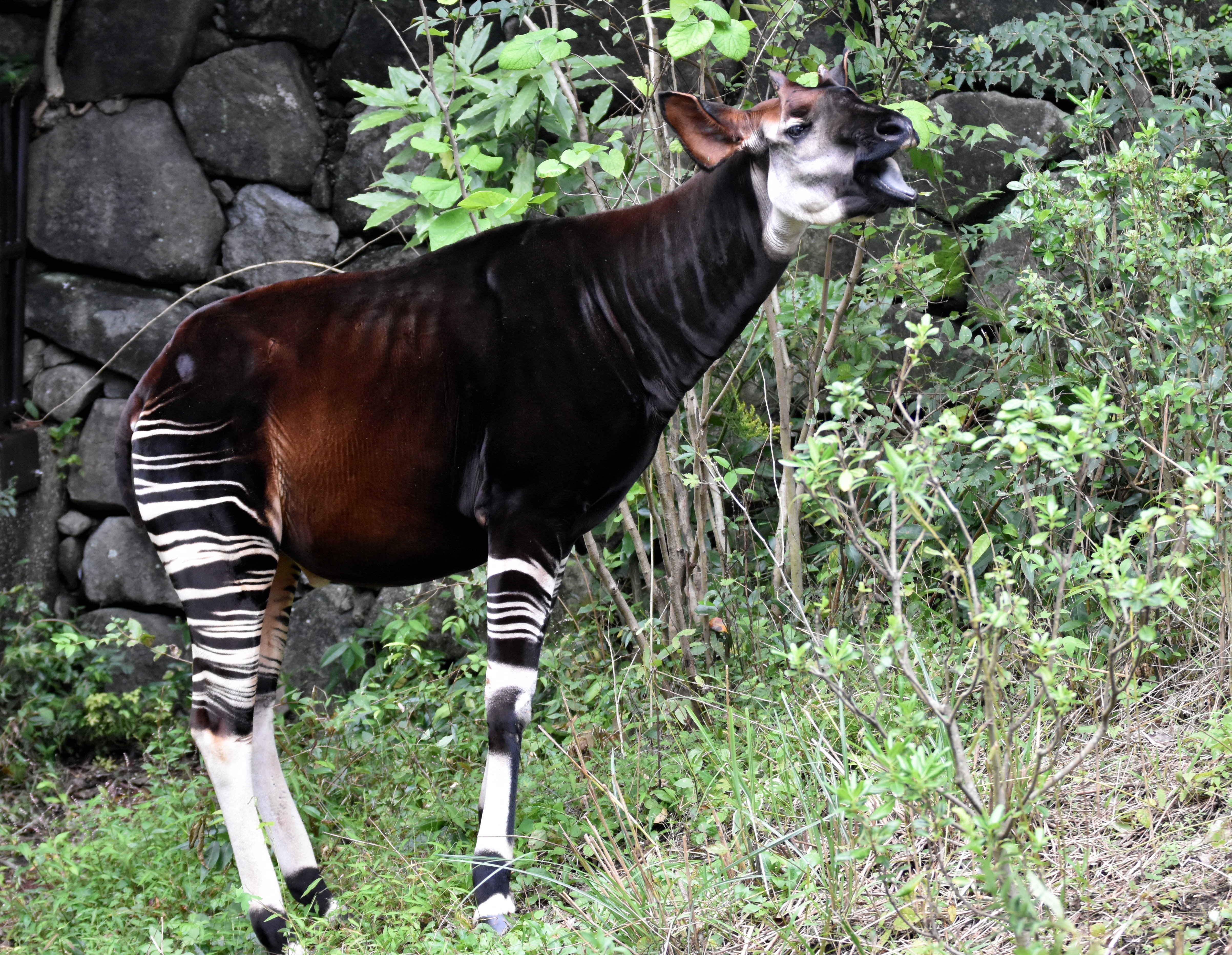 オカピ 鯨偶蹄目キリン科 Hirahiranote Note