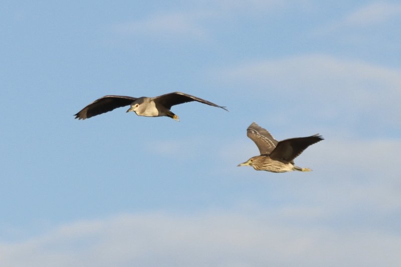 大空を飛ぶ鳥 の新着タグ記事一覧 Note つくる つながる とどける