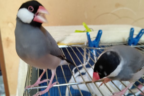 文鳥が可愛いから困る の新着タグ記事一覧 Note つくる つながる とどける 文鳥が可愛いから困る の新着タグ記事一覧 Note つくる つながる とどける