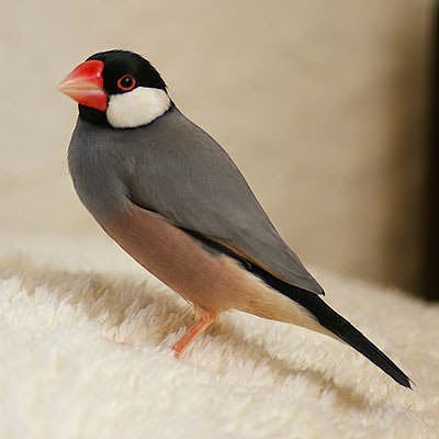 おはようございます 今日10月24日は文鳥の日です 10月が手乗り文鳥の雛が出廻る時期で て 10 に 2 し 4 あわせ 手に幸せ の 語呂合わせだとか 可愛いですね おはよう 文鳥 Kozo Tokuhiro Note おはようございます 今日10月24日は文鳥の日です 10月が手乗り文鳥の雛が出廻る時期で て 10 に 2 し 4 あわせ 手に幸せ の 語呂合わせだとか 可愛いですね おはよう 文鳥 Kozo Tokuhiro Note