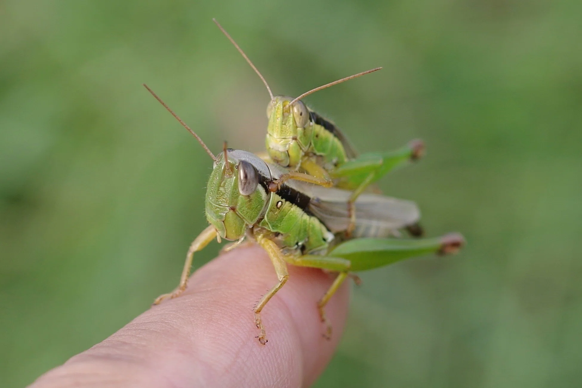 イナゴのカップル 虫撮り さやくもさしすせそ Note