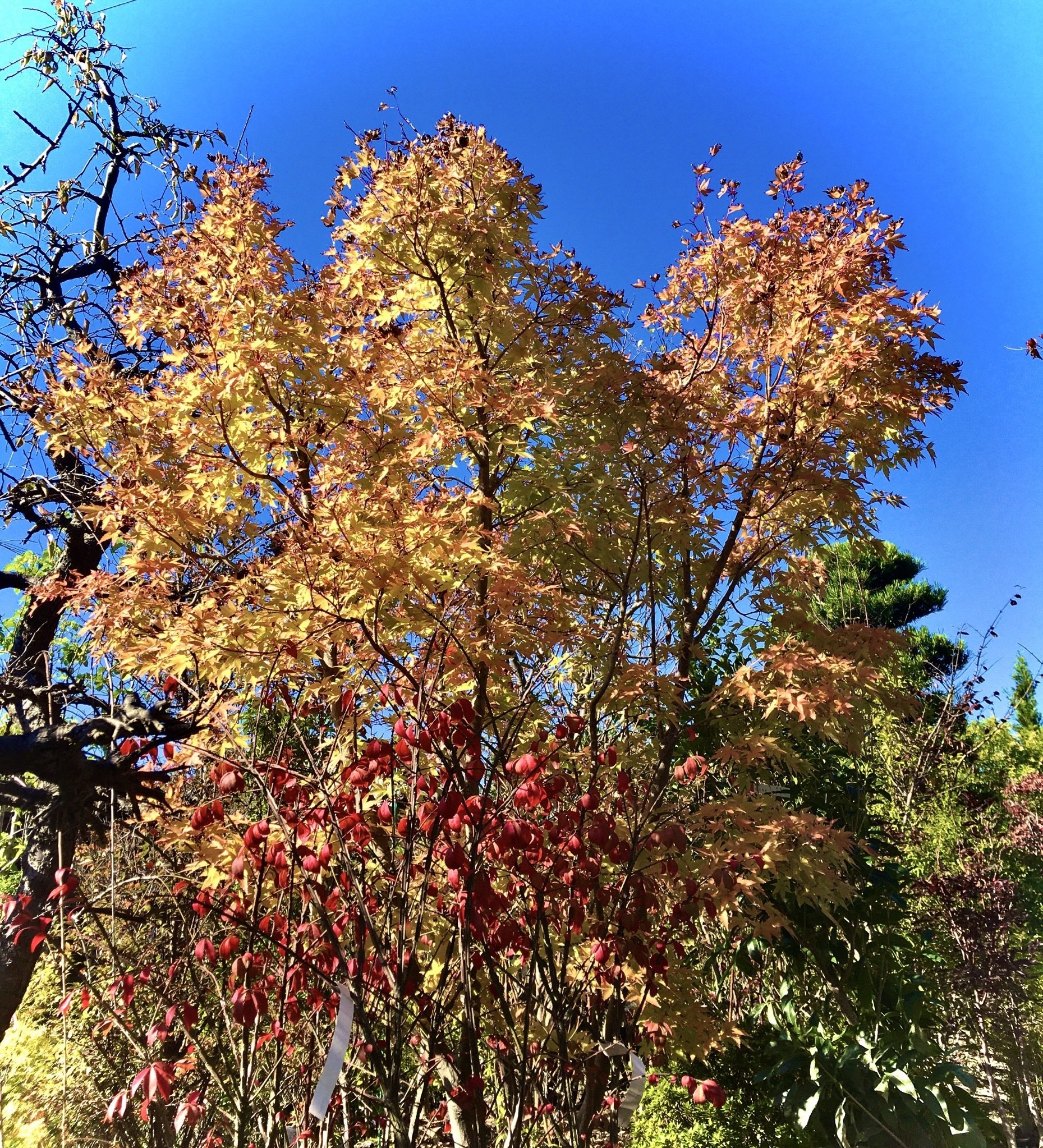 秋を感じる紅葉の木 なんじろう 営業の活力思考家 Note