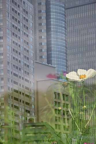 自然が少ない大阪の高層ビルに多重露出でコスモスを咲かせました みのすけ Note 自然が少ない大阪の高層ビルに多重露出でコスモスを咲かせました みのすけ Note