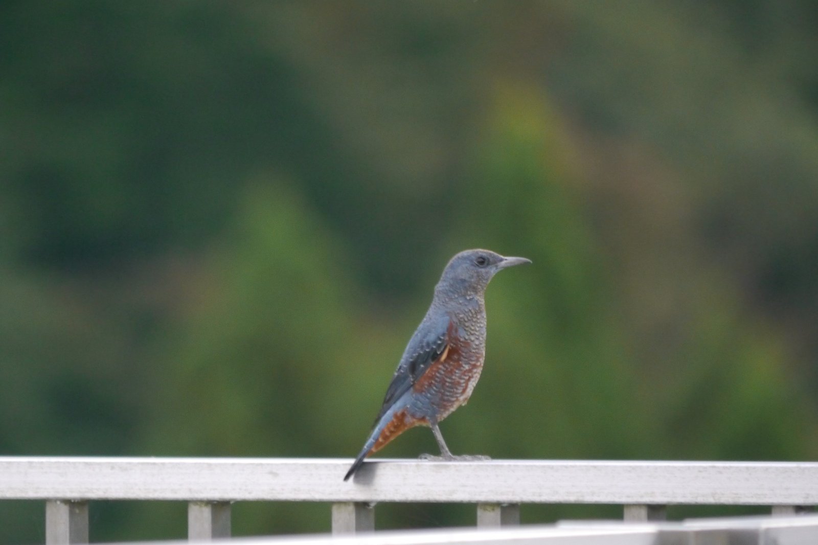 奥出雲で出会った動物たち 北野慶 Note 奥出雲で出会った動物たち 北野慶 Note