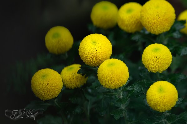 ピンポン菊 の新着タグ記事一覧 Note つくる つながる とどける ピンポン菊 の新着タグ記事一覧 Note つくる つながる とどける