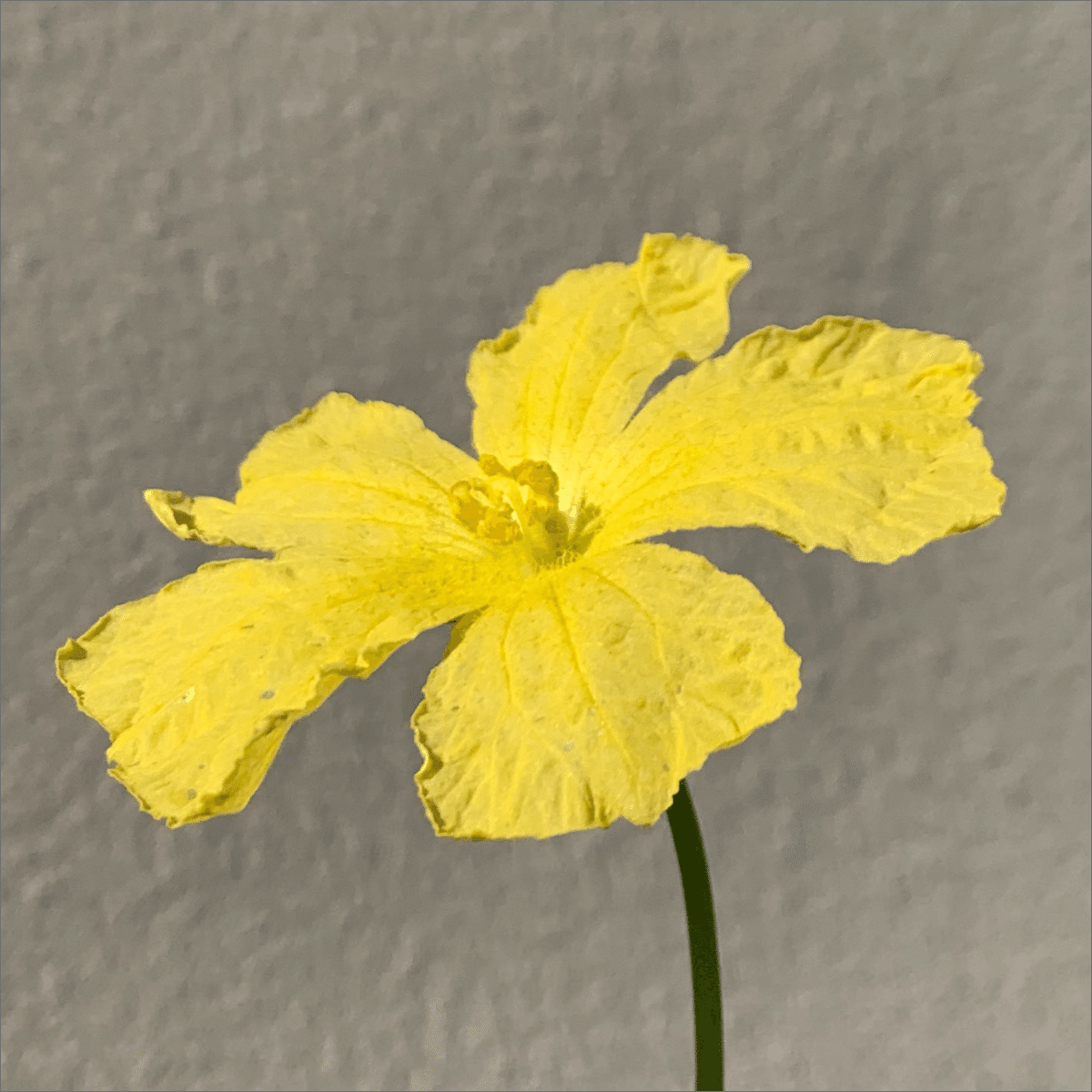 秋のヘチマ 夜は寒い ちゃんと育つかな 柏木誠 プロジェクトデザイナー Note