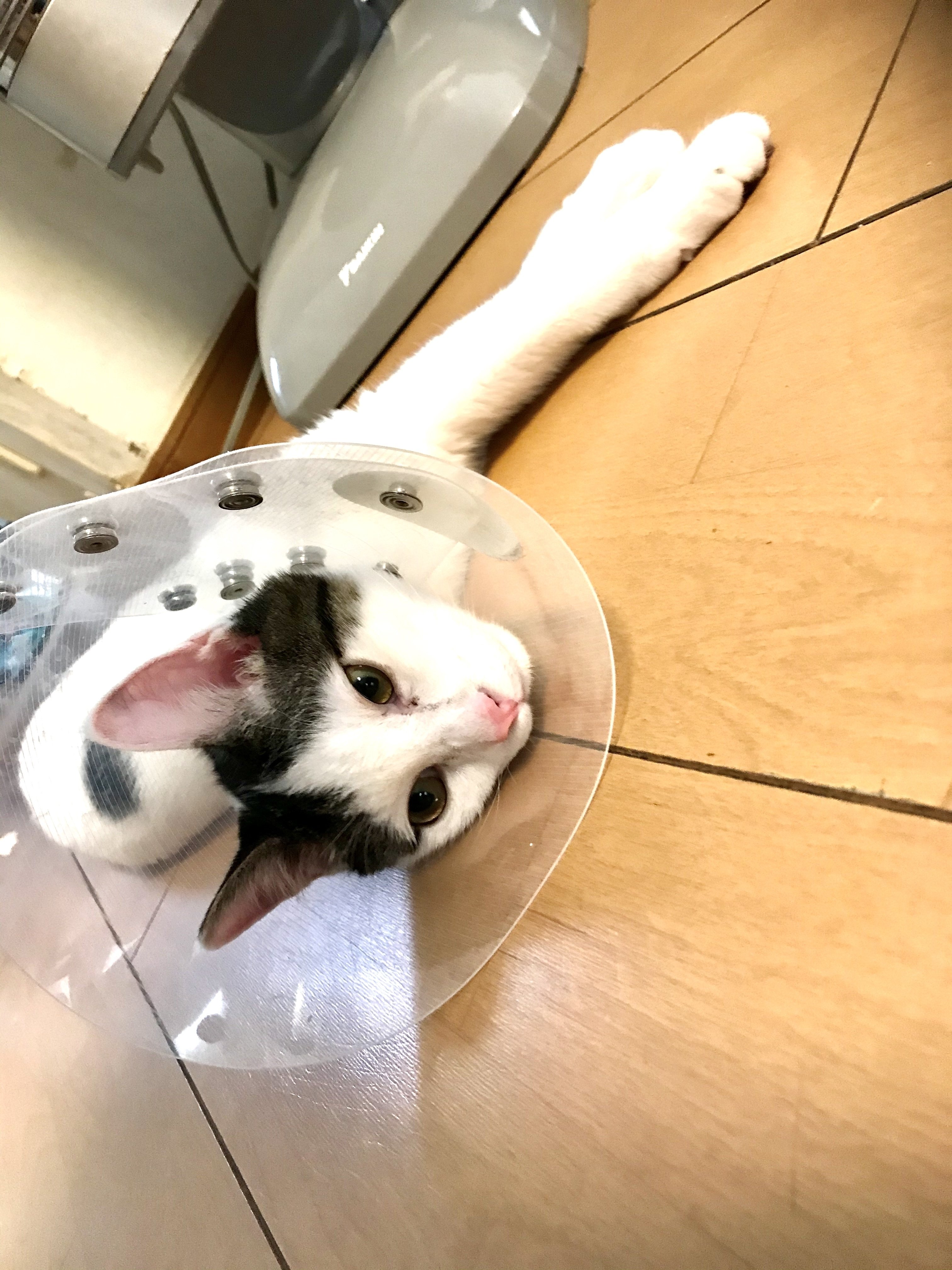 カラーつけるとエリマキトカゲみたいに見える猫 ココ次郎 Note カラーつけるとエリマキトカゲみたいに見える猫 ココ次郎 Note