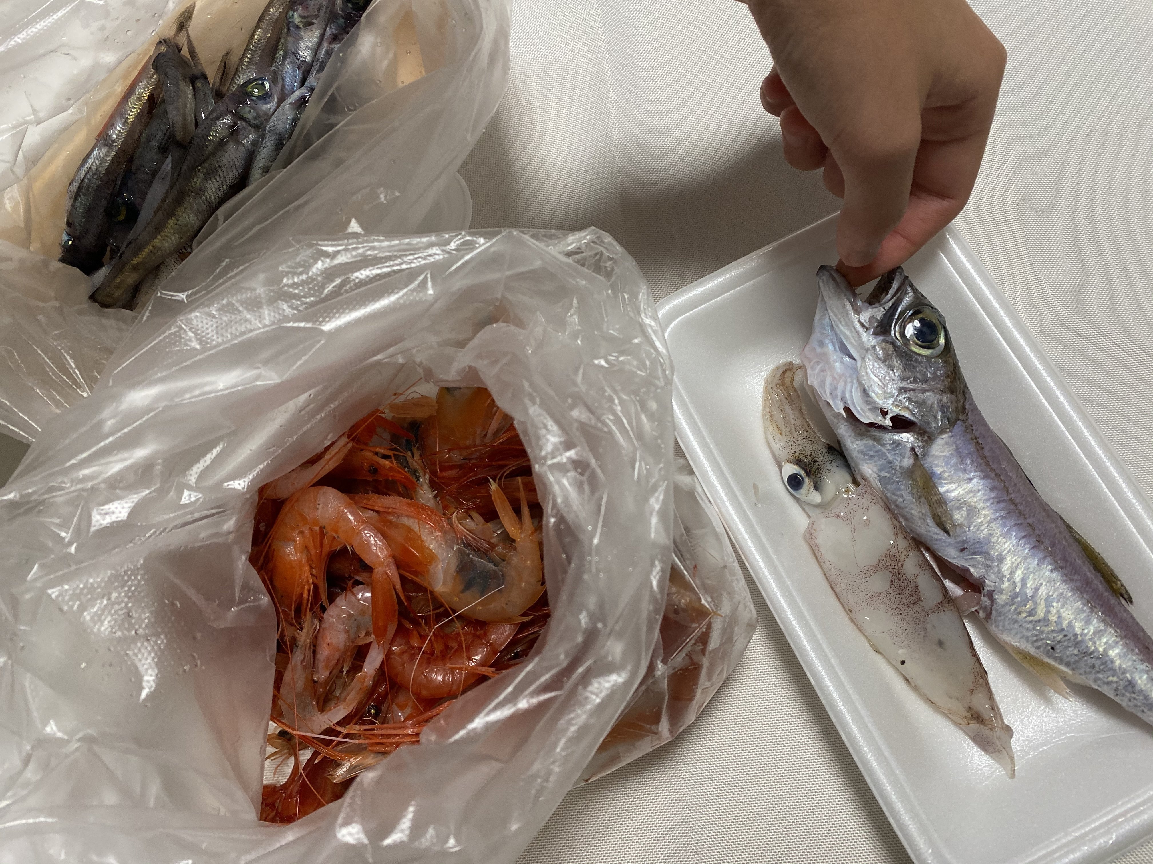 ドッサリ 深海魚 メヒカリ 赤エビ 夕ごはん りあこ Note ドッサリ 深海魚 メヒカリ 赤エビ 夕ごはん りあこ Note
