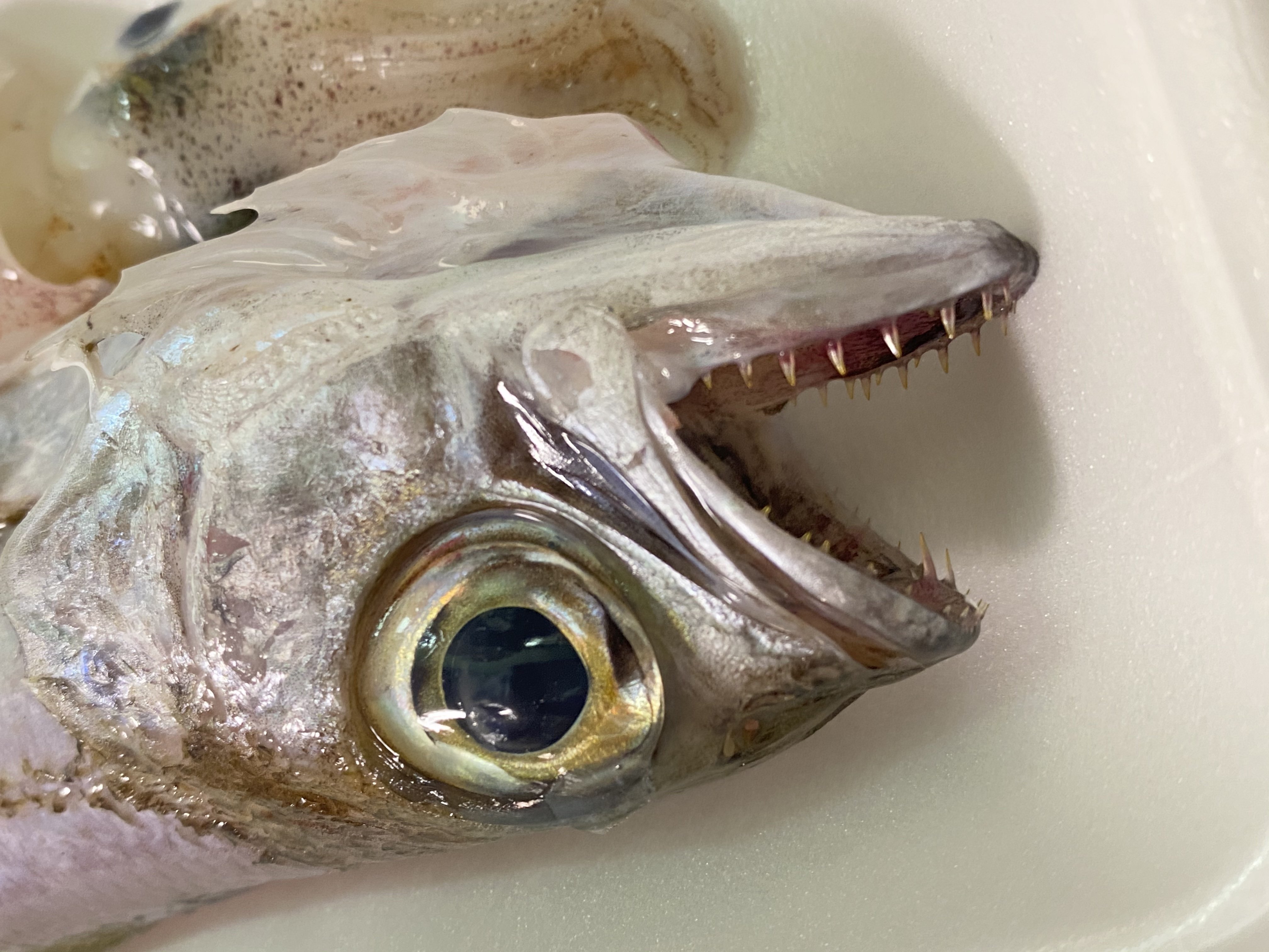 ドッサリ 深海魚 メヒカリ 赤エビ 夕ごはん りあこ Note ドッサリ 深海魚 メヒカリ 赤エビ 夕ごはん りあこ Note