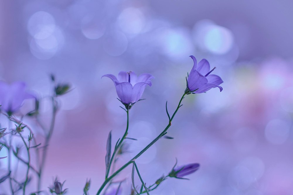 きれいなお花だったのでちょっと撮ってみました Mario Takahashi Note きれいなお花だったのでちょっと撮ってみました Mario Takahashi Note