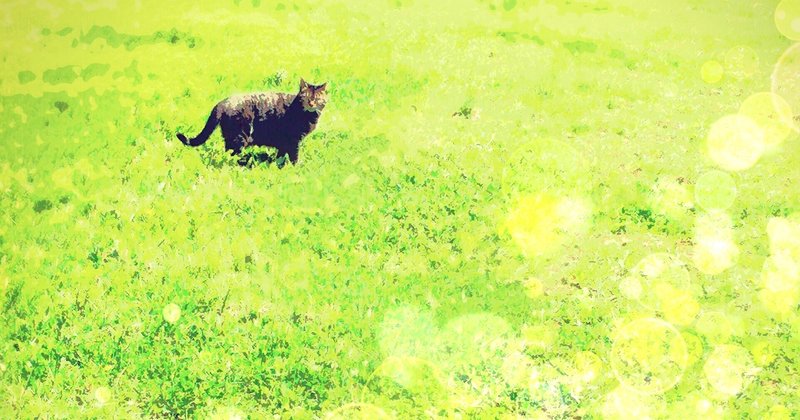 こっち見てる野良猫です。草とのコントラストが良かったので。光効果付き。