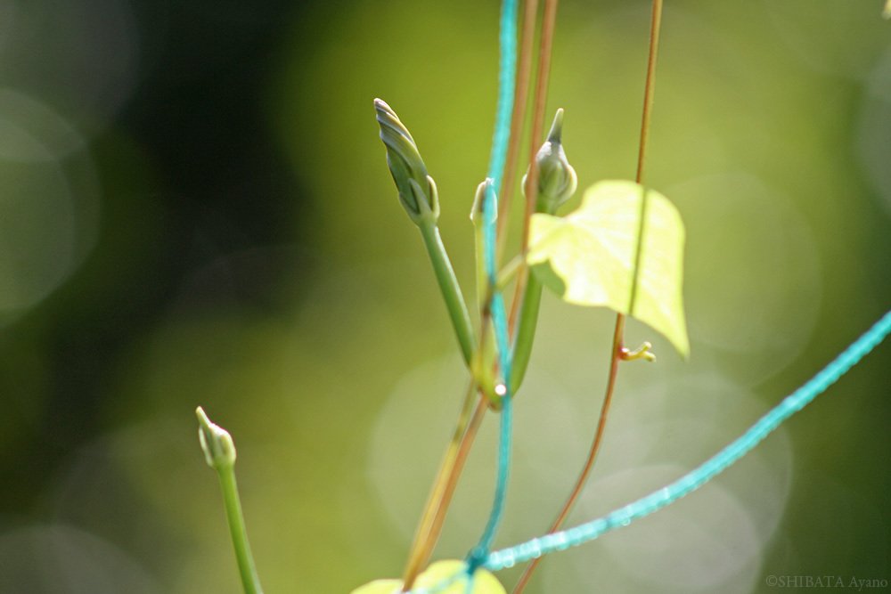 庭 西洋朝顔ヘブンリーブルーの蕾 芝田文乃 Note
