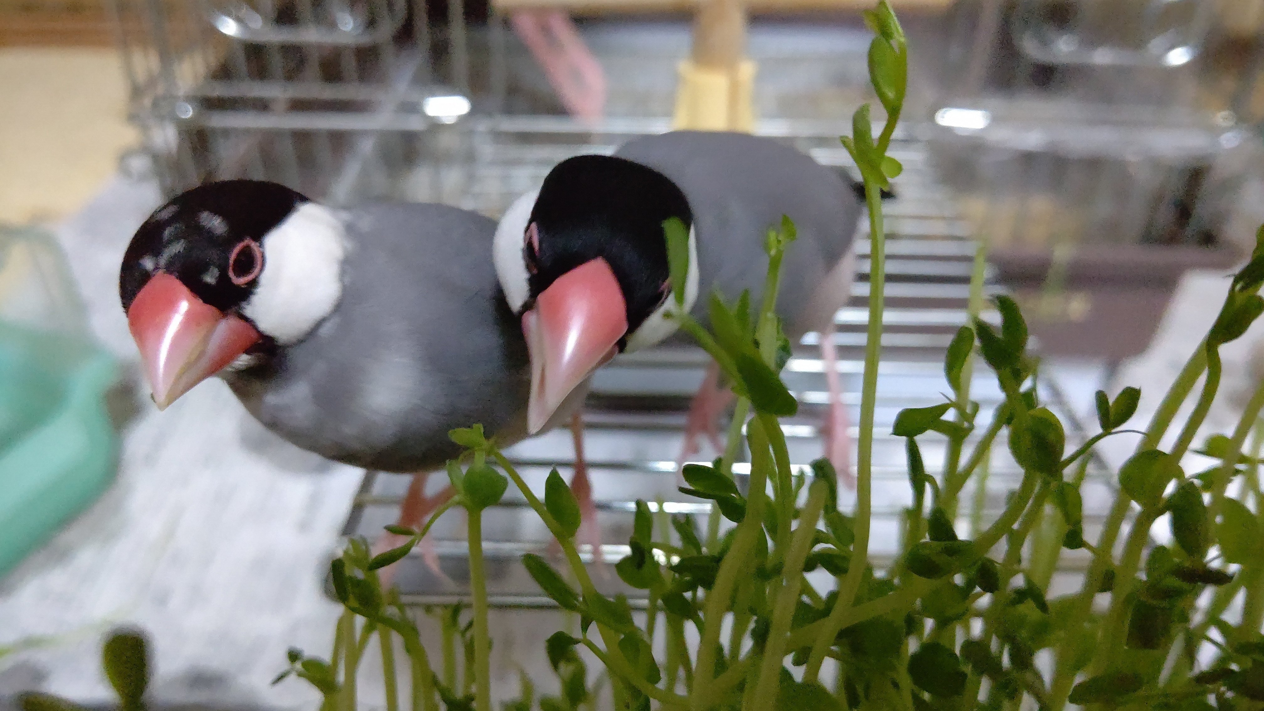 文鳥ズdiary 162日目 もなちん ぶんちょと鸚哥のカイヌシ Note 文鳥ズdiary 162日目 もなちん ぶんちょと鸚哥のカイヌシ Note