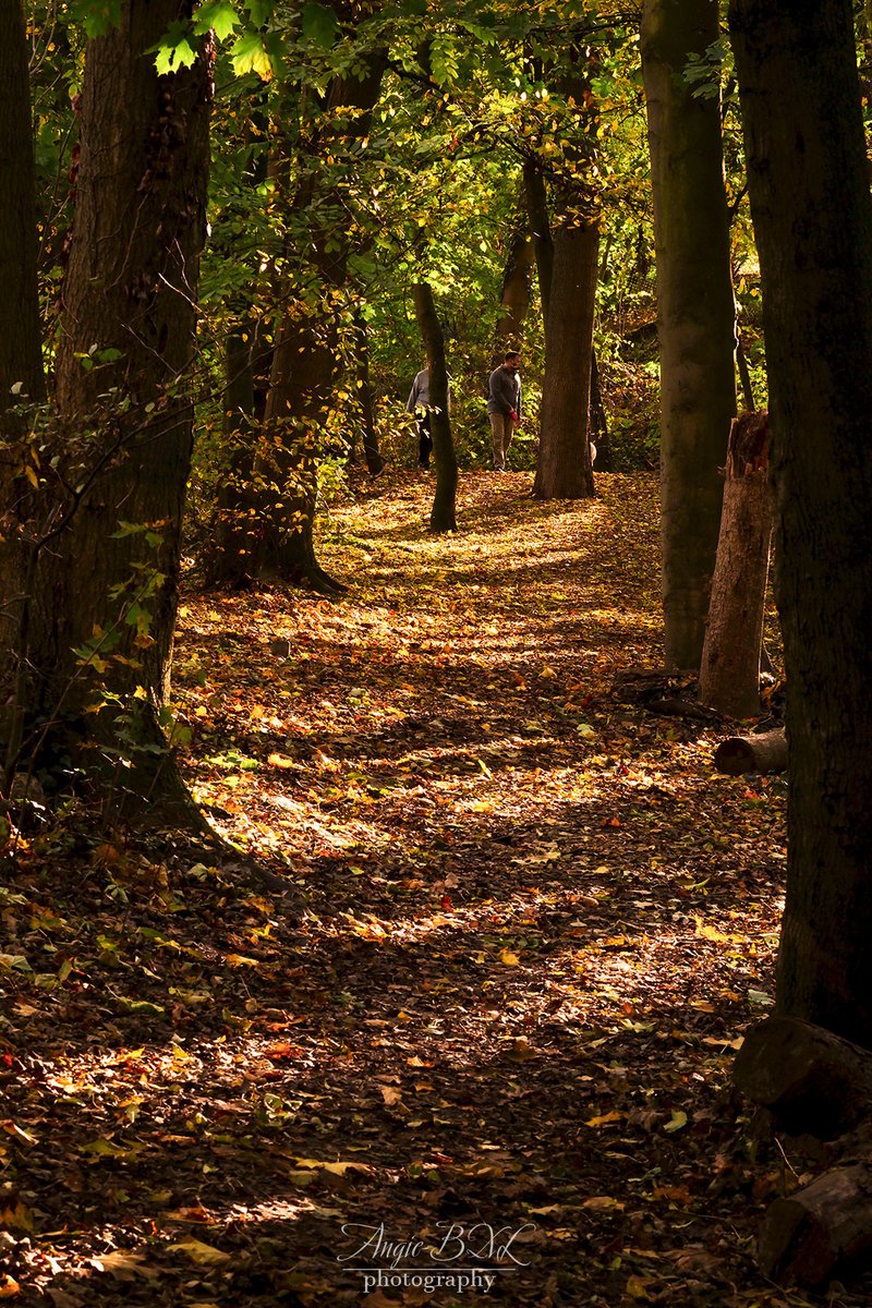落ち葉の上に木々の影が秋色の縞々を描く遊歩道