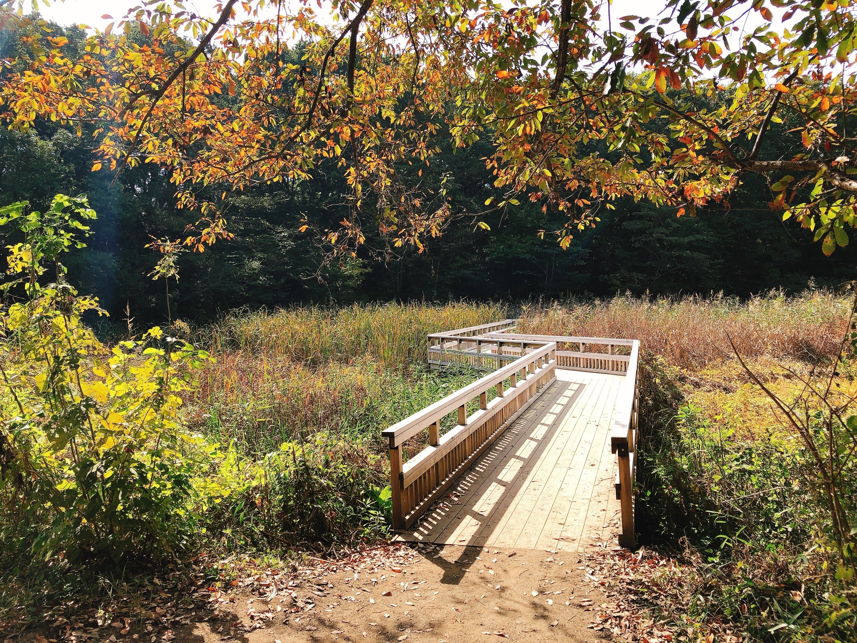秋を探しに北本自然観察公園へ行ってきました 埼玉県北本市 Itサラリーマン大樹 Note