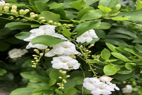 白い小花が好き の新着タグ記事一覧 Note つくる つながる とどける